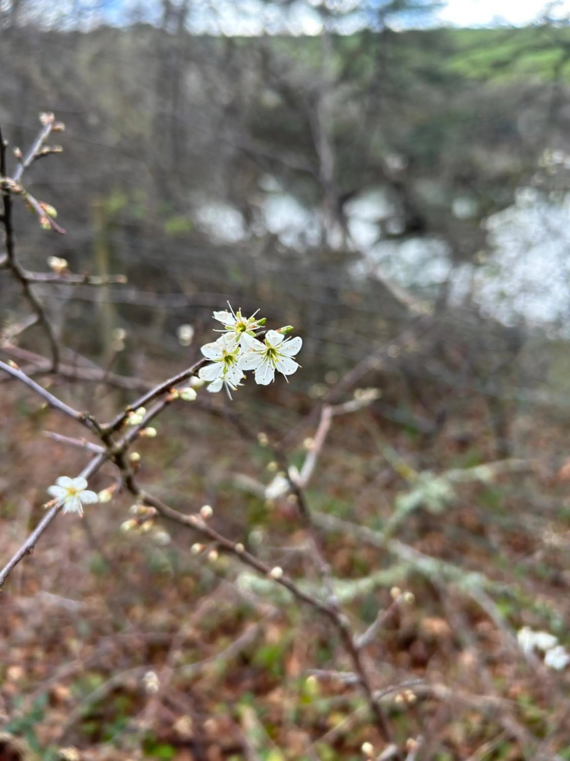 Spring in Trengilly Wartha Inn
