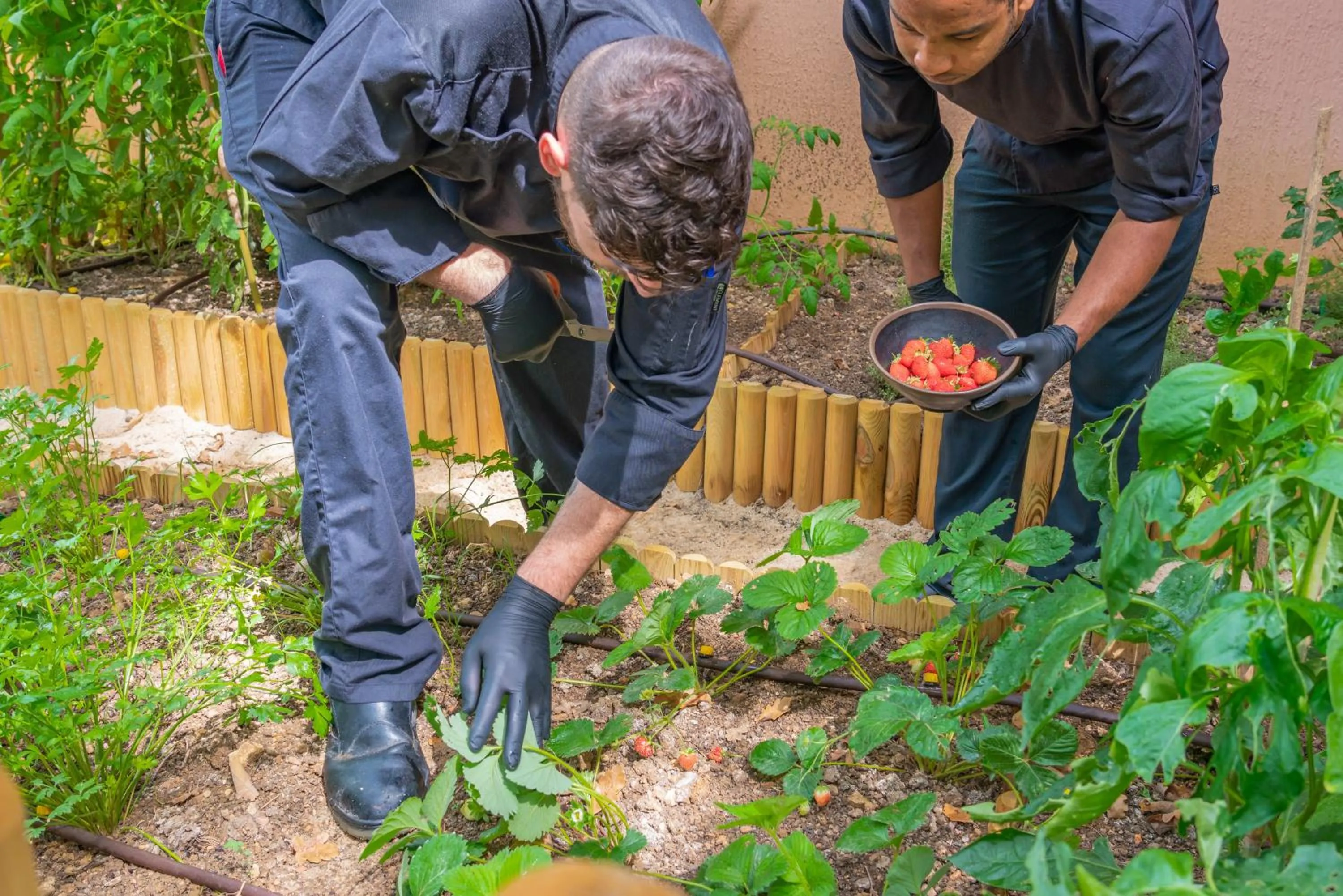 Garden in Mercure Antibes Sophia Antipolis