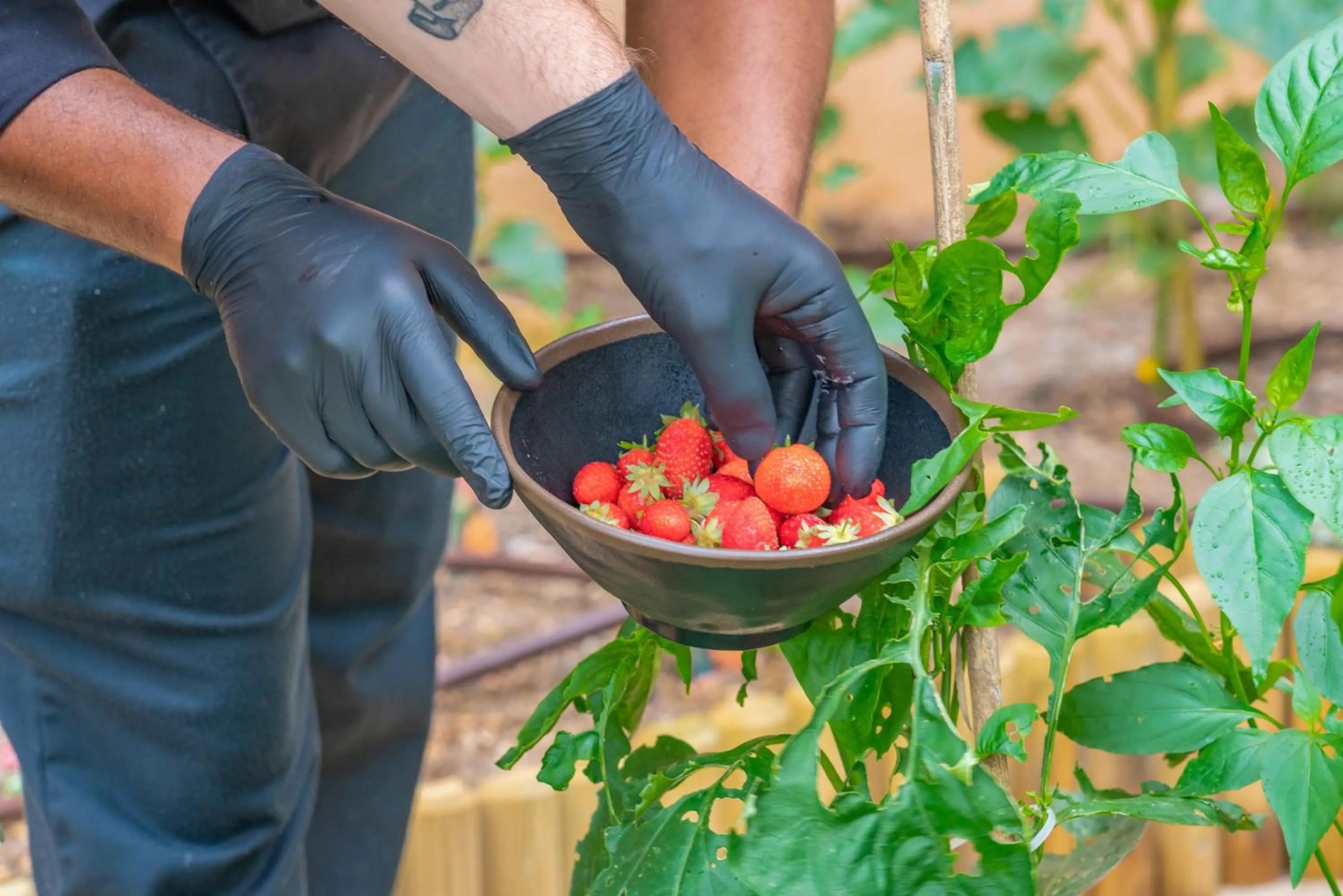 Garden in Mercure Antibes Sophia Antipolis