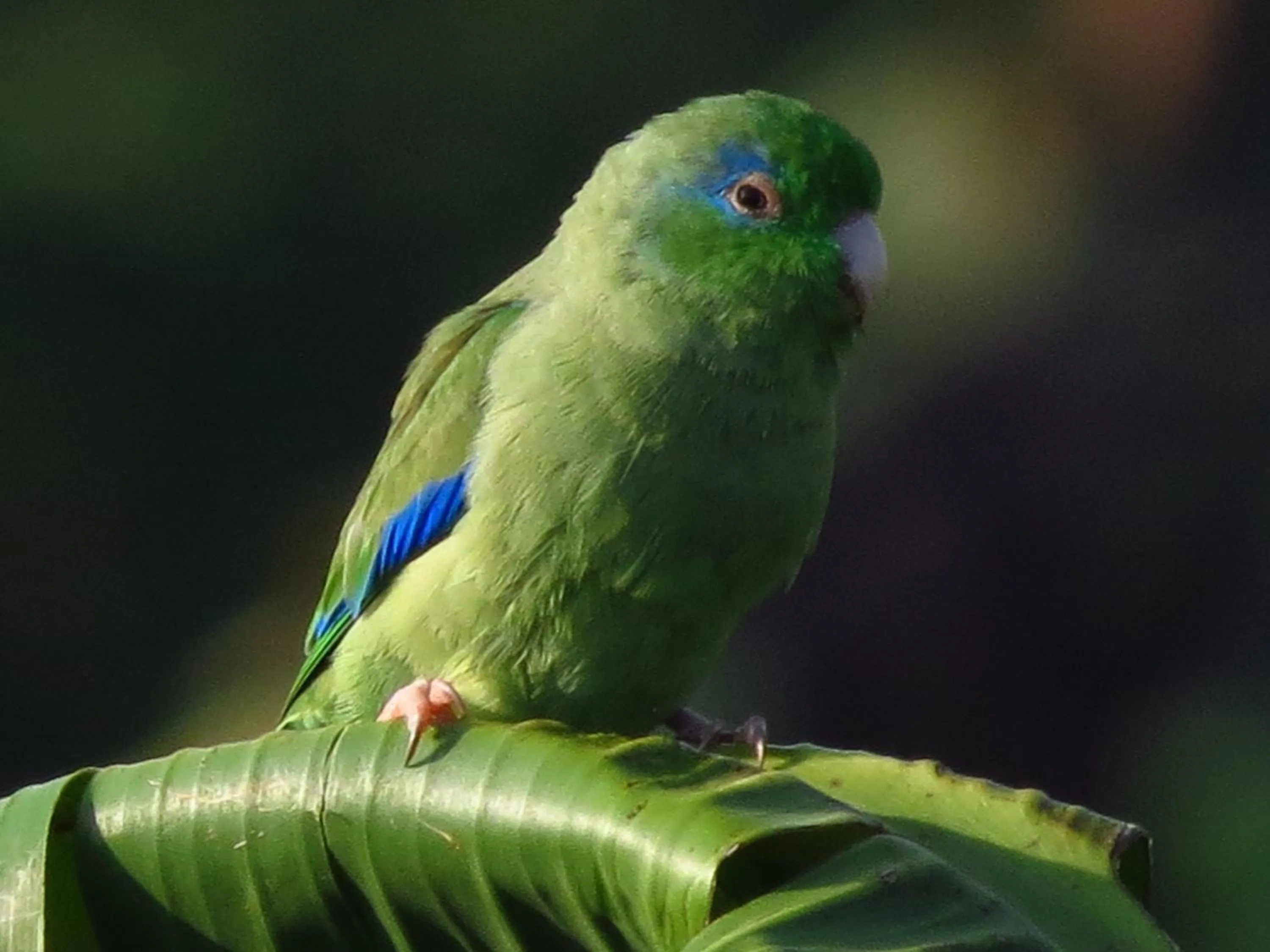 Garden in Eco Hotel las Palmas