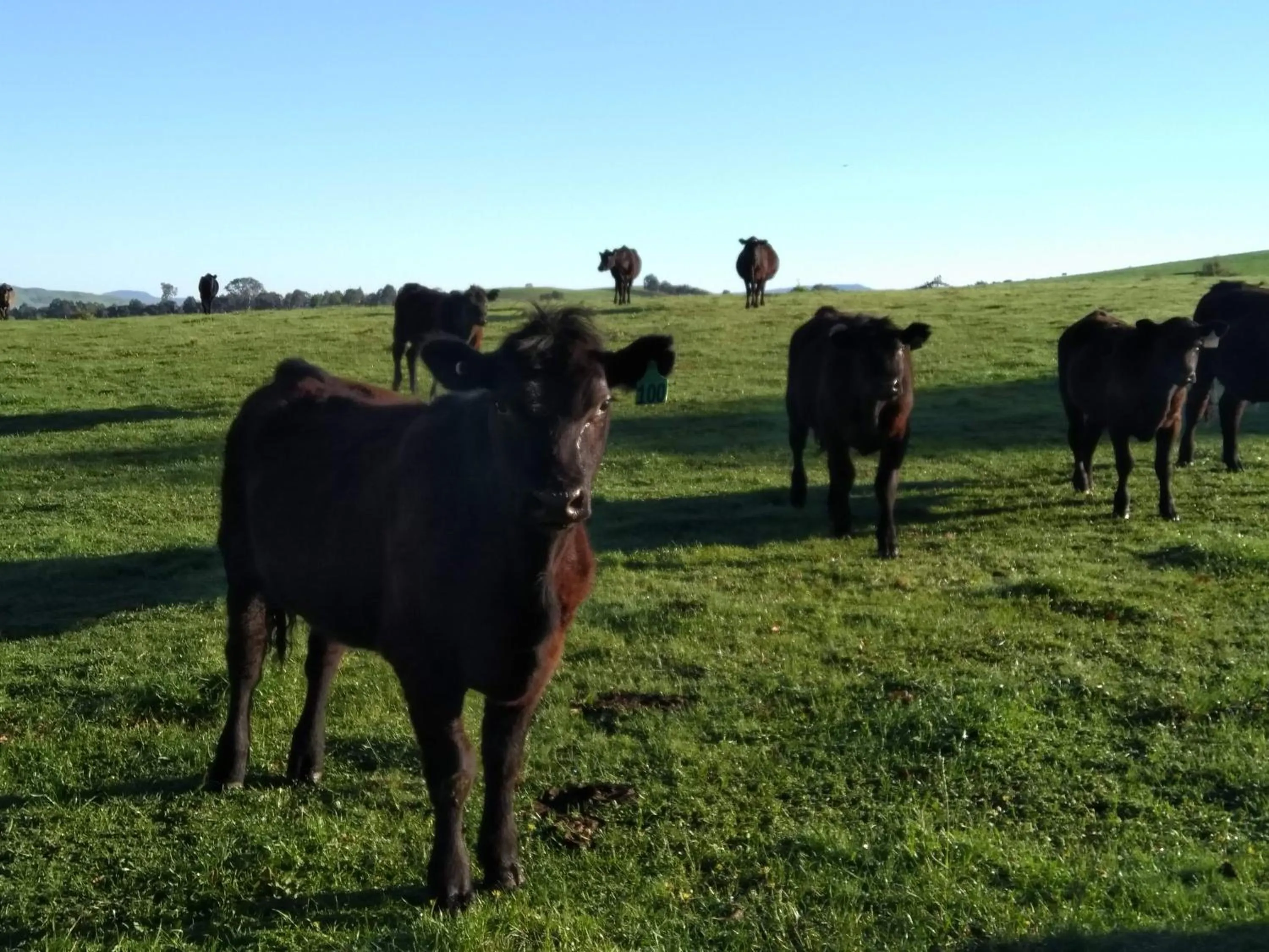 Animals in Altitude221