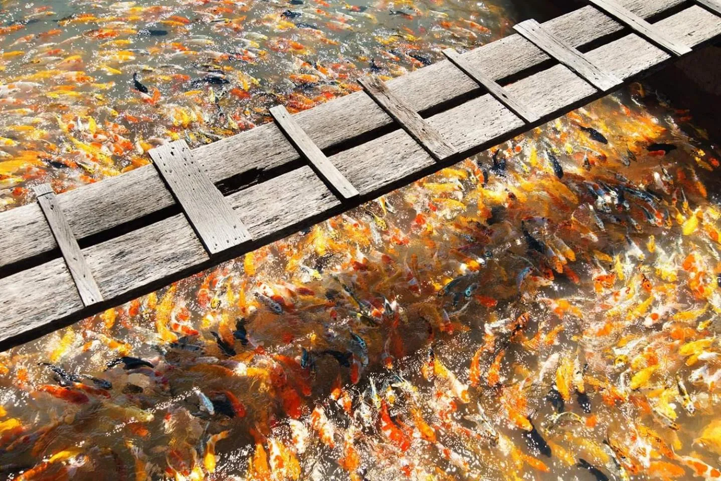 Entertainment in Adora Central Park Hostel