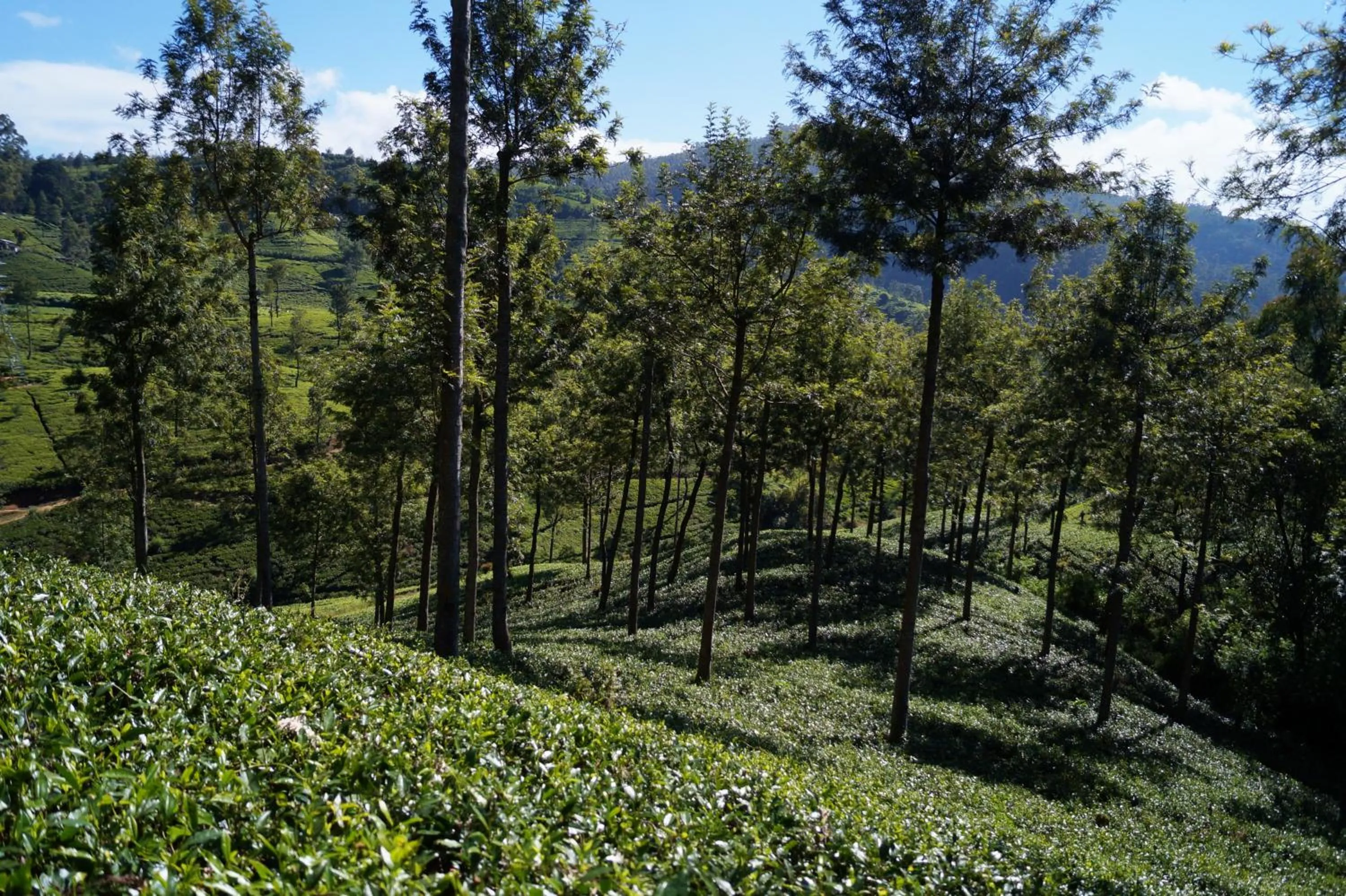 Natural landscape in Delphin Hotel