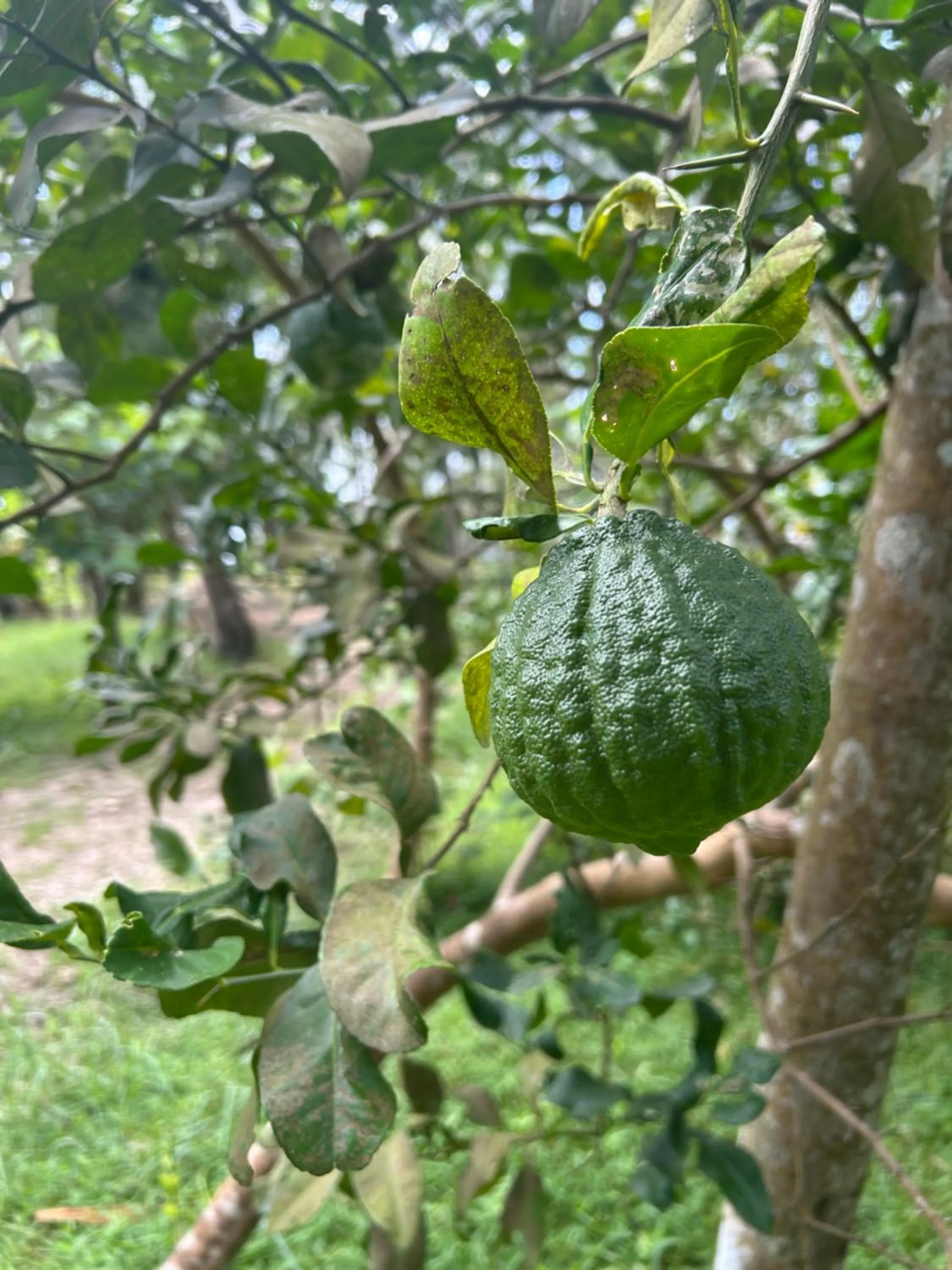 Garden in Gramam Homestay, Cochin