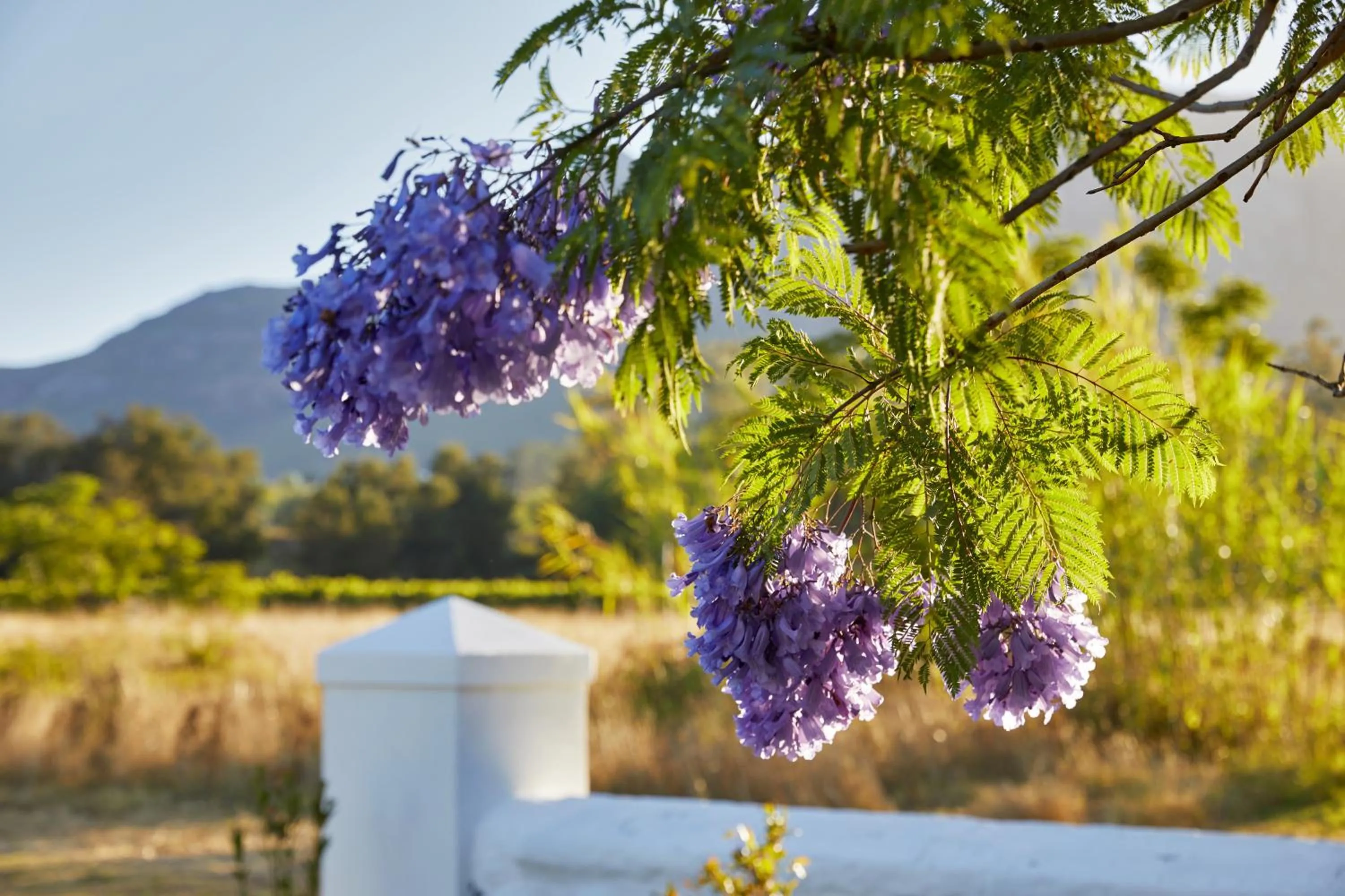 Blaauwklippen Manor by NEWMARK