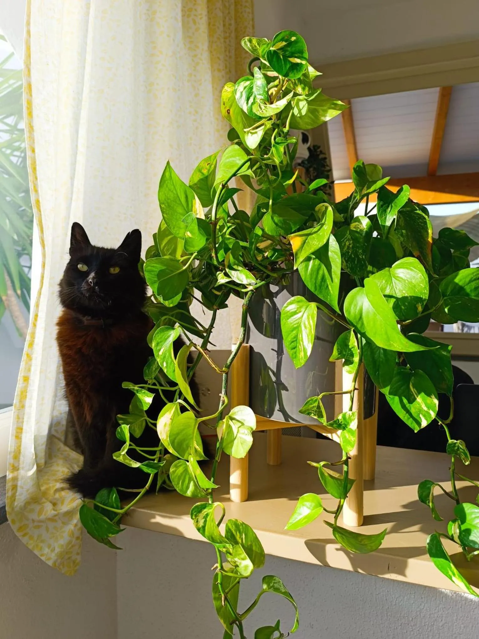 Pets in Villa Cinque Pini