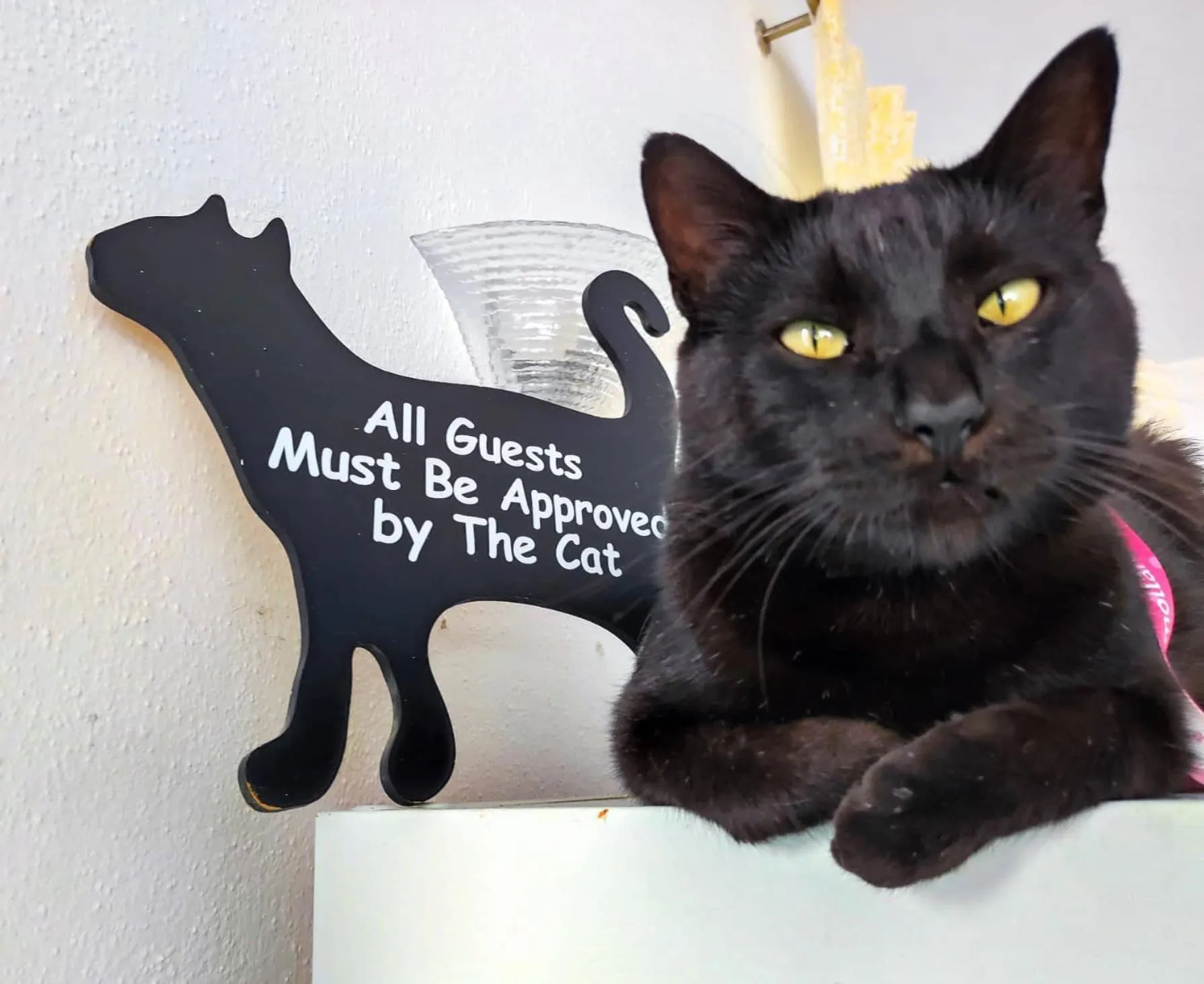 Animals in Villa Cinque Pini