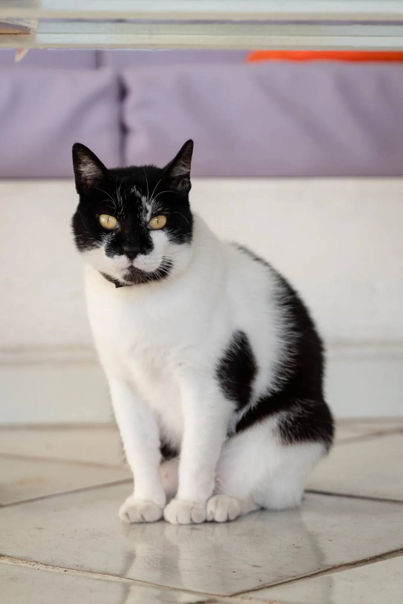 Pets in Villa Cinque Pini