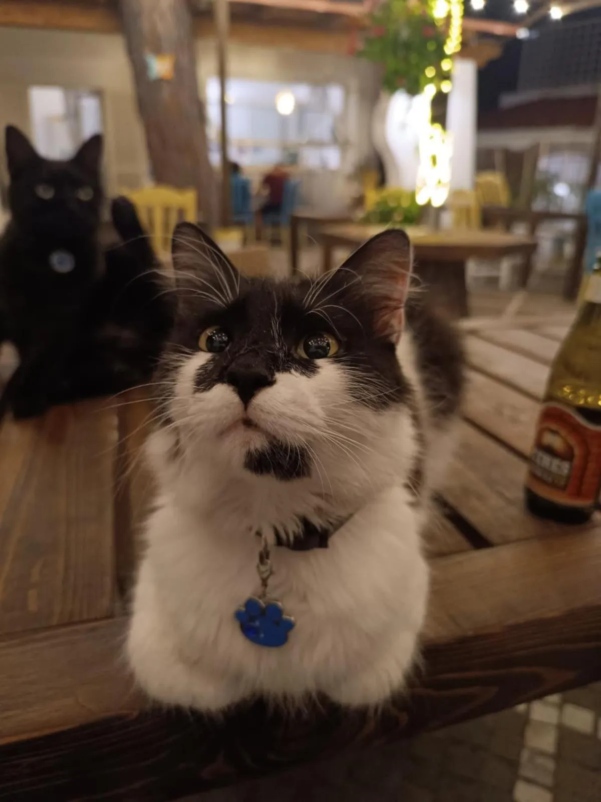 Pets in Villa Cinque Pini