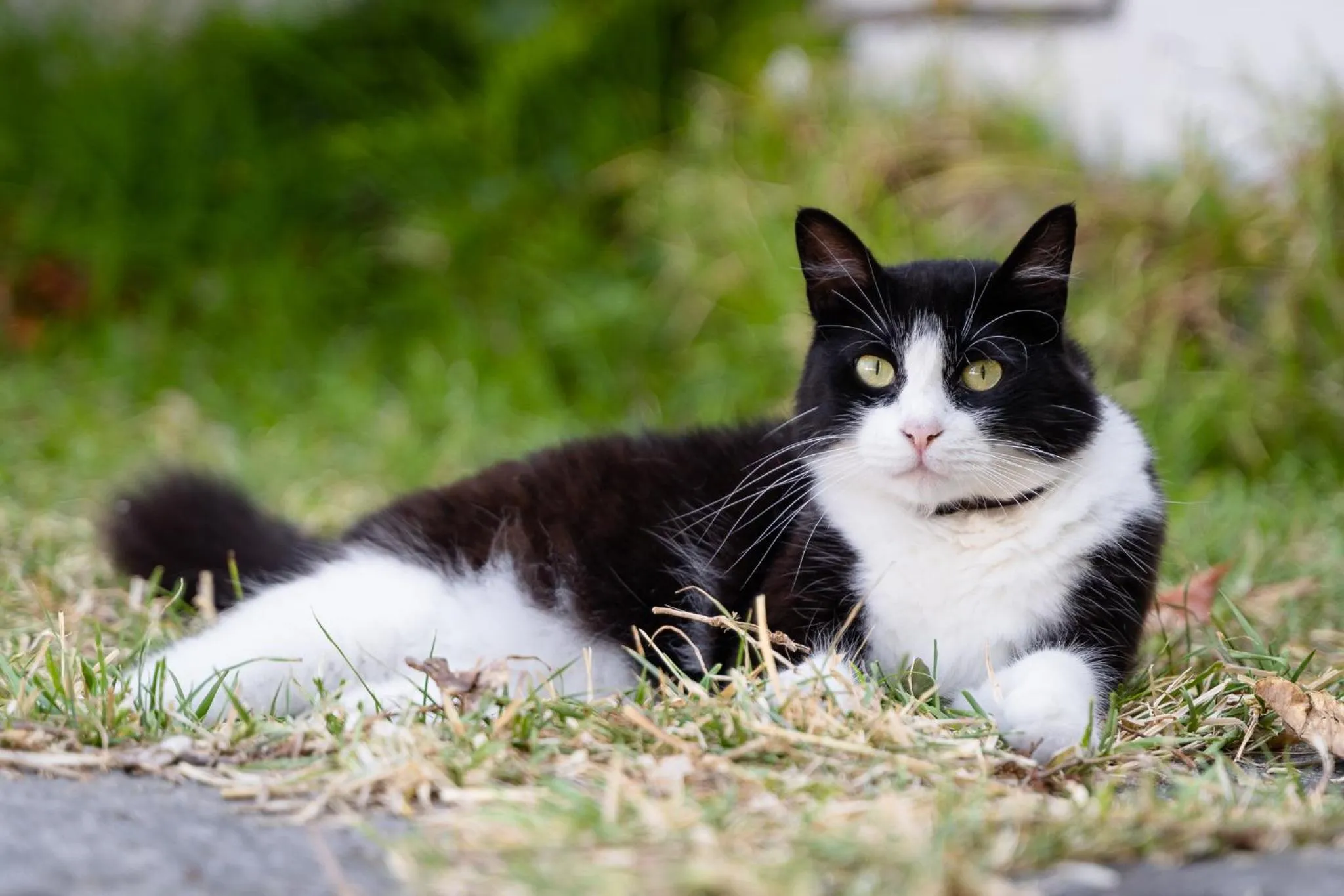 Garden in Villa Cinque Pini