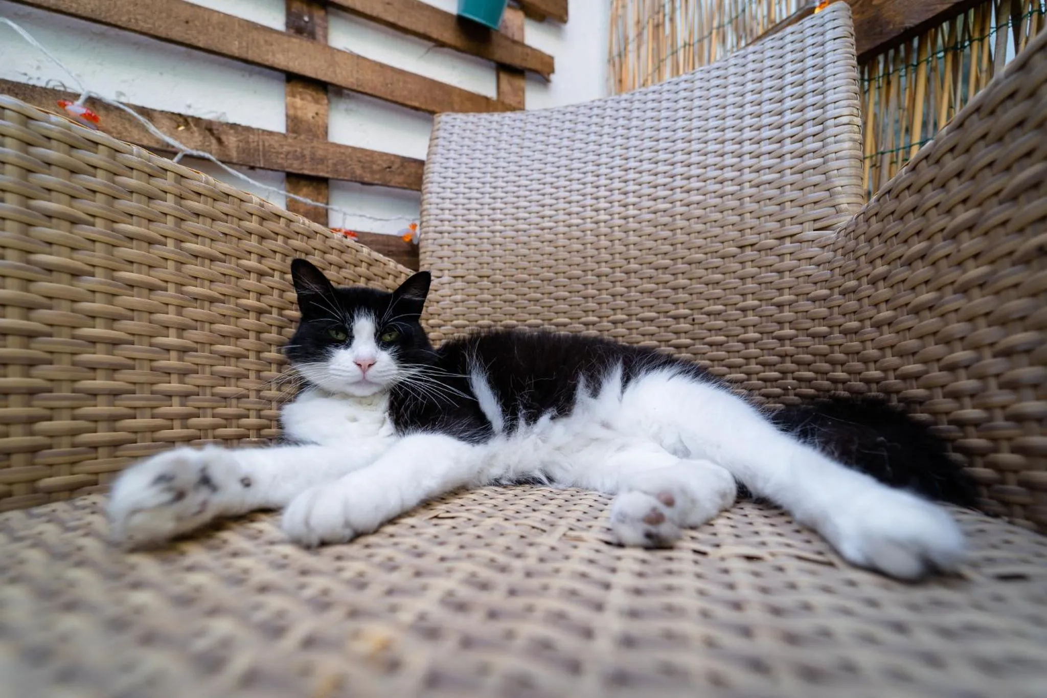 Pets in Villa Cinque Pini