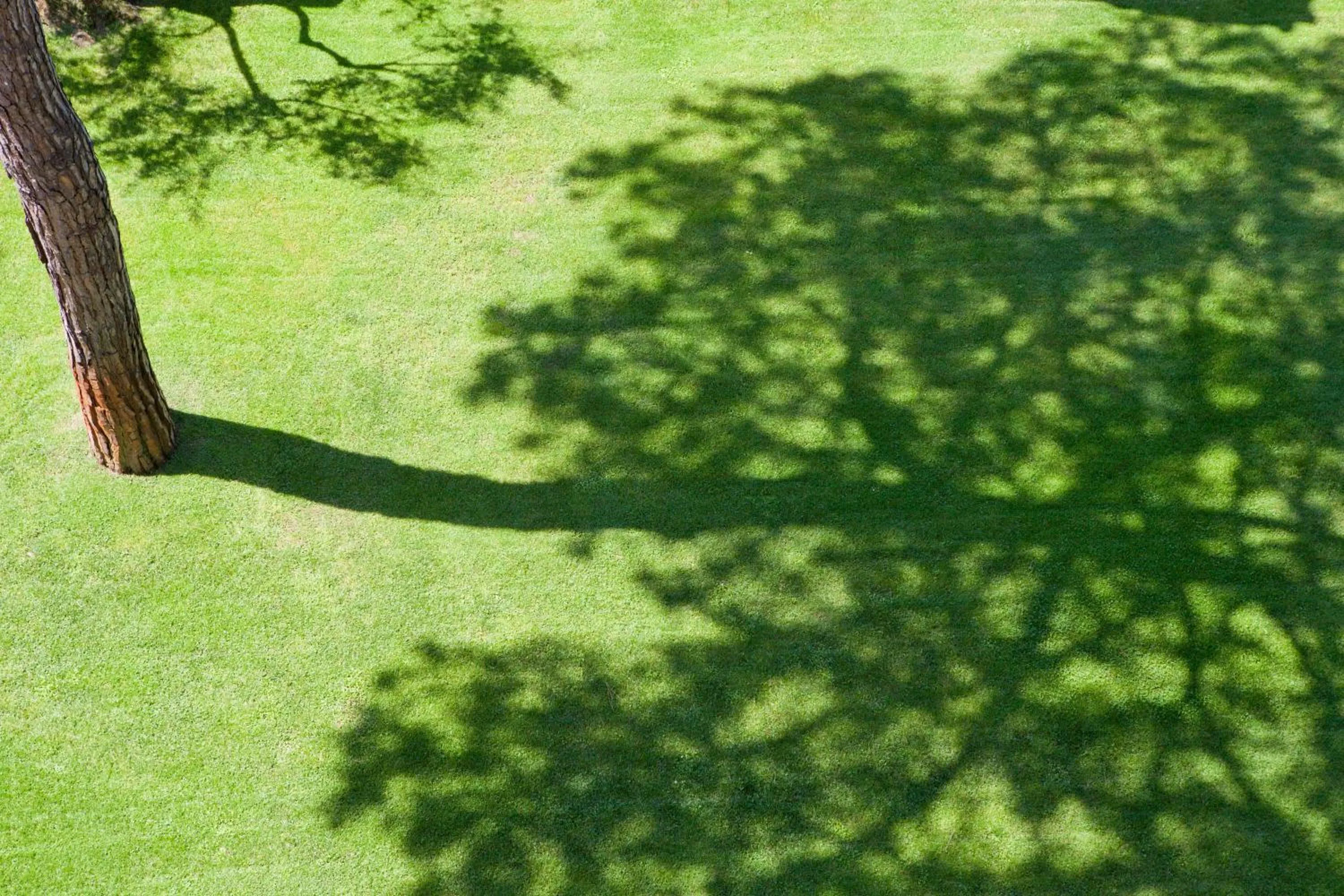 Garden in Hotel Andreaneri