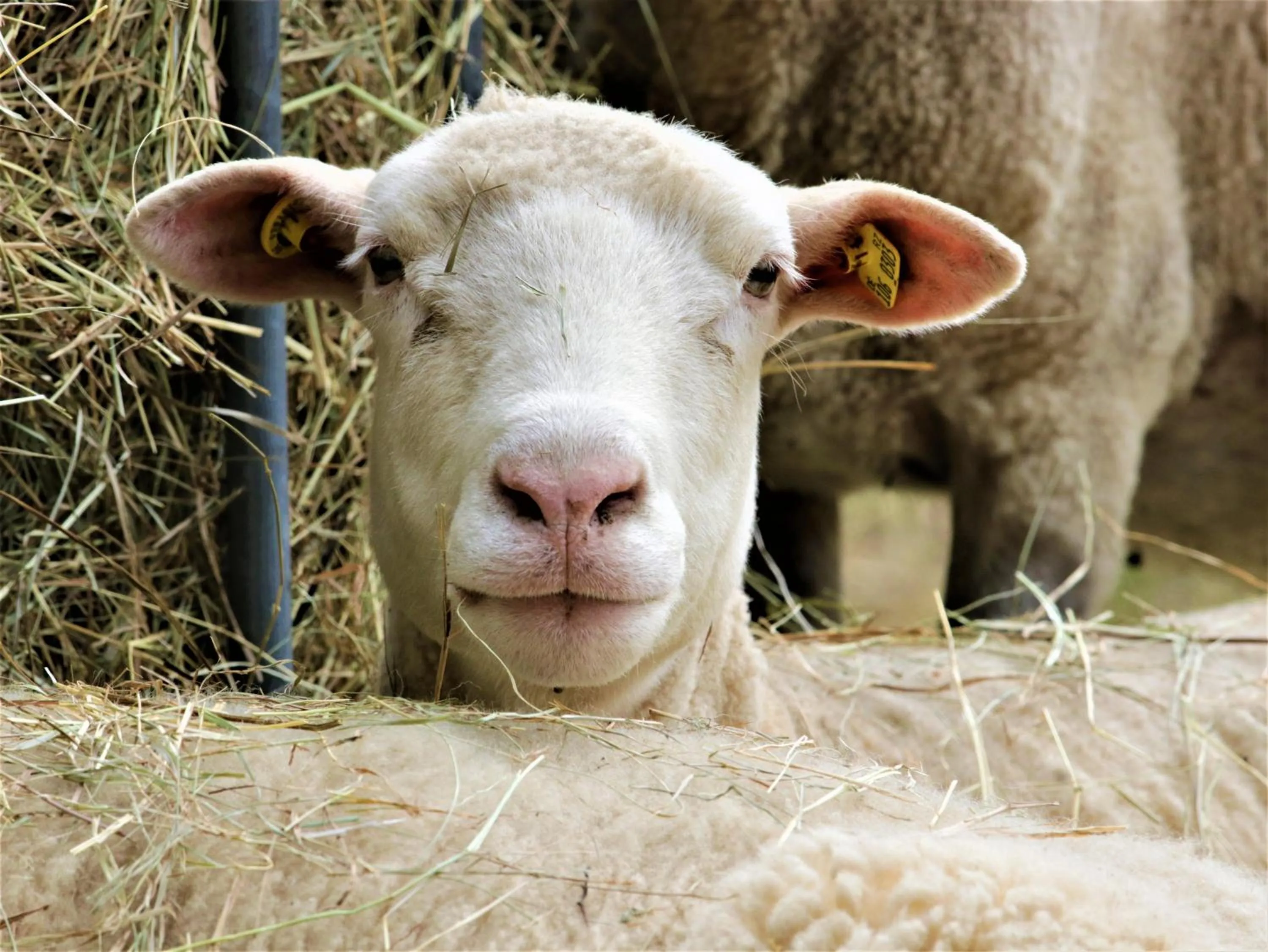 Animals in Hotel Pension Fortuna