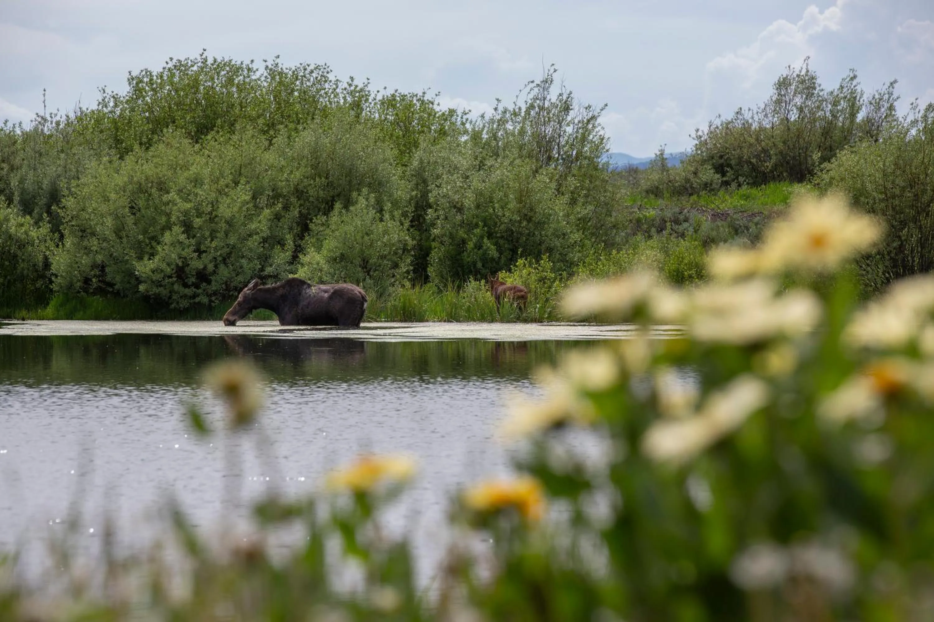 Huckleberry Hollow by KABINO Hot Tub FirePit PS2 Satellite Grill WiFi Golf Course