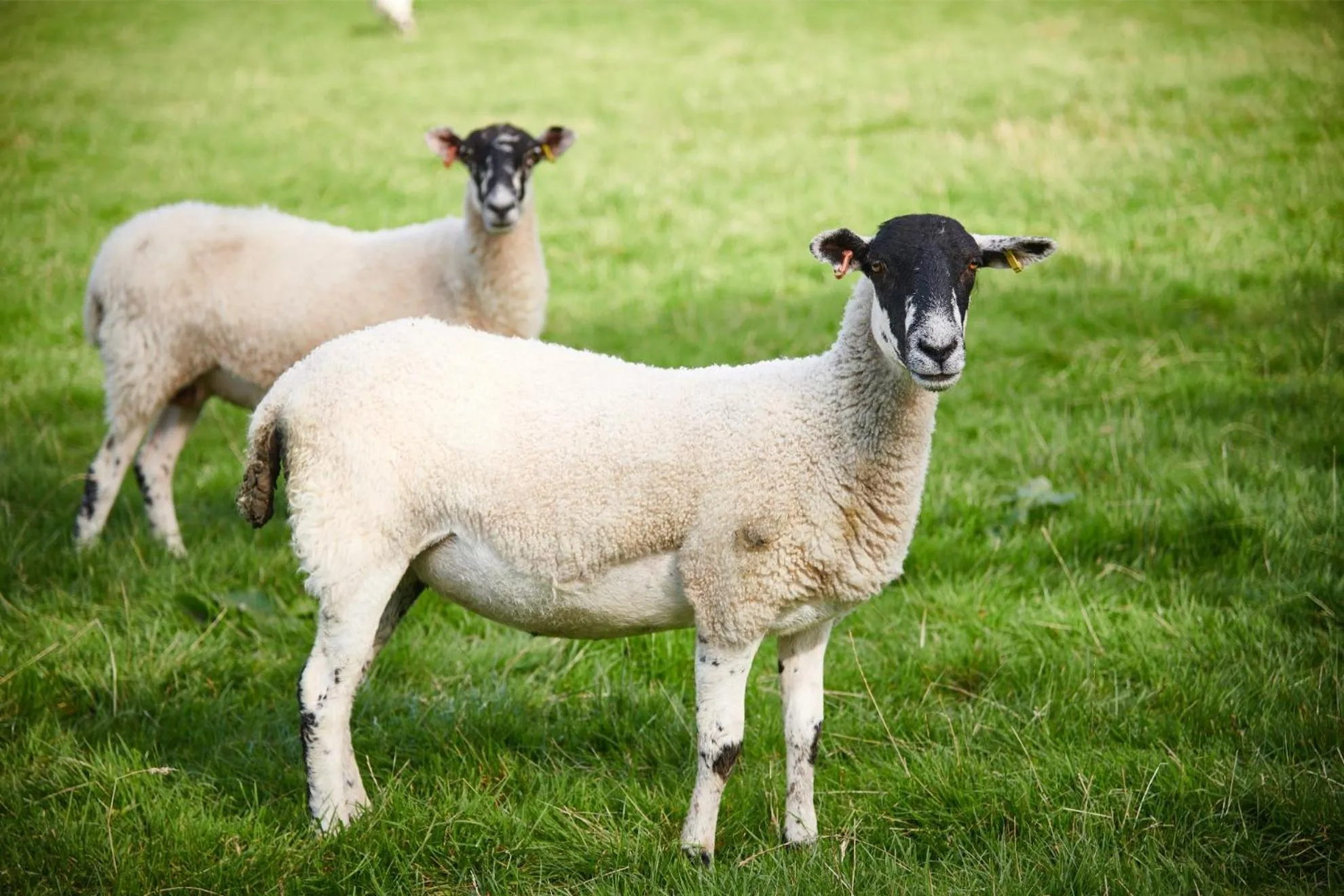 Natural landscape in Newlands Farm Stables