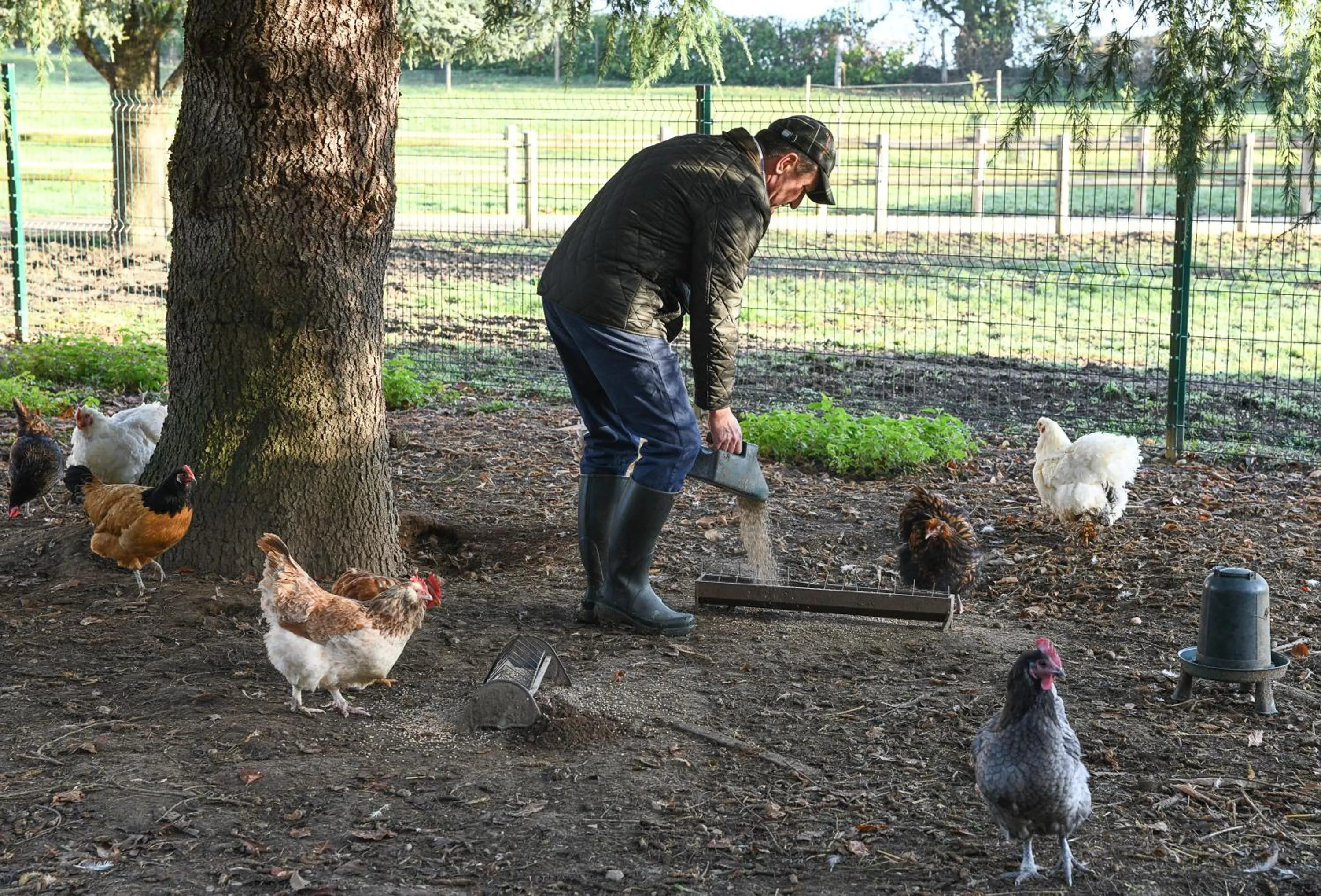 Animals in Les Villas du Domaine de Suzel