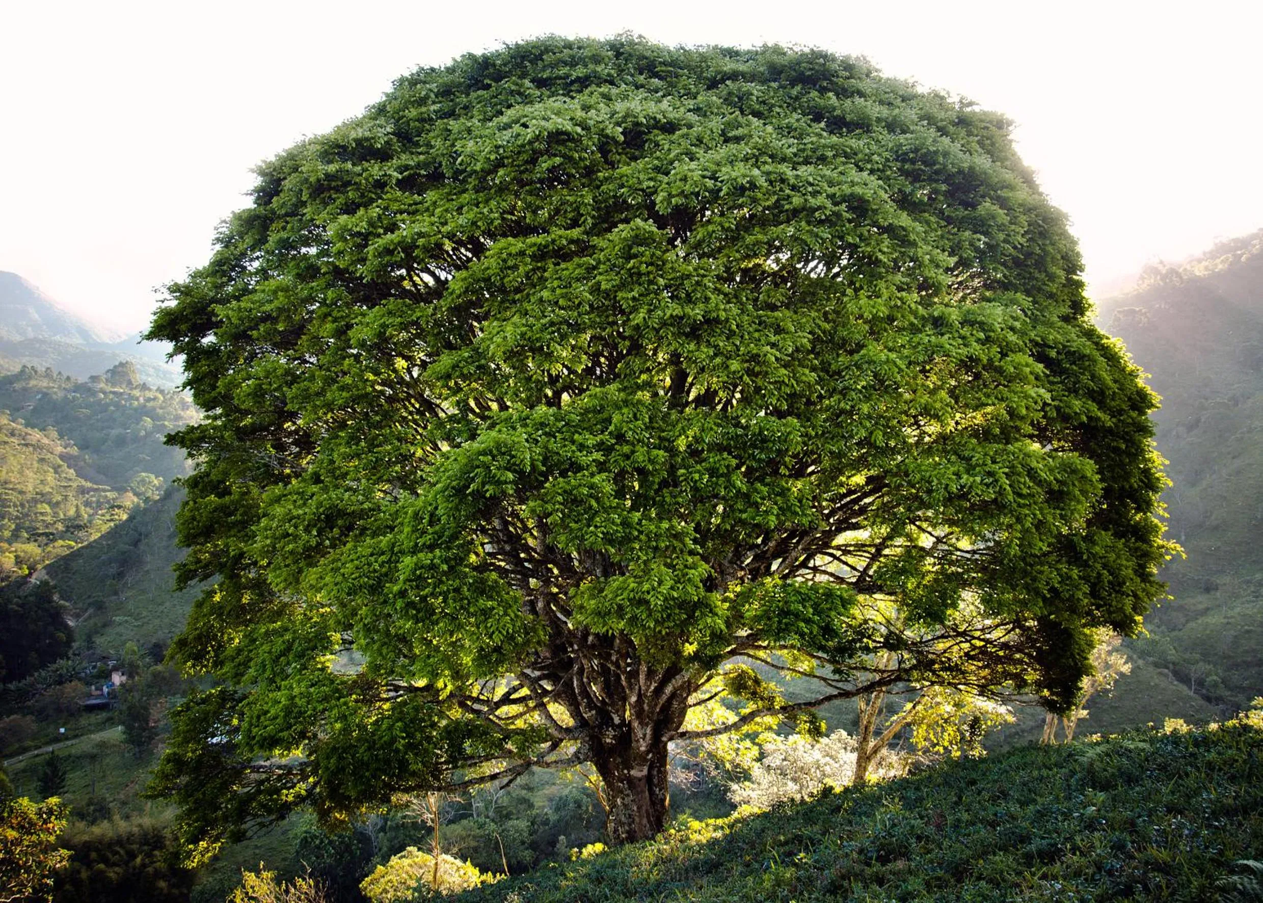 Garden in Pousada da Gruta