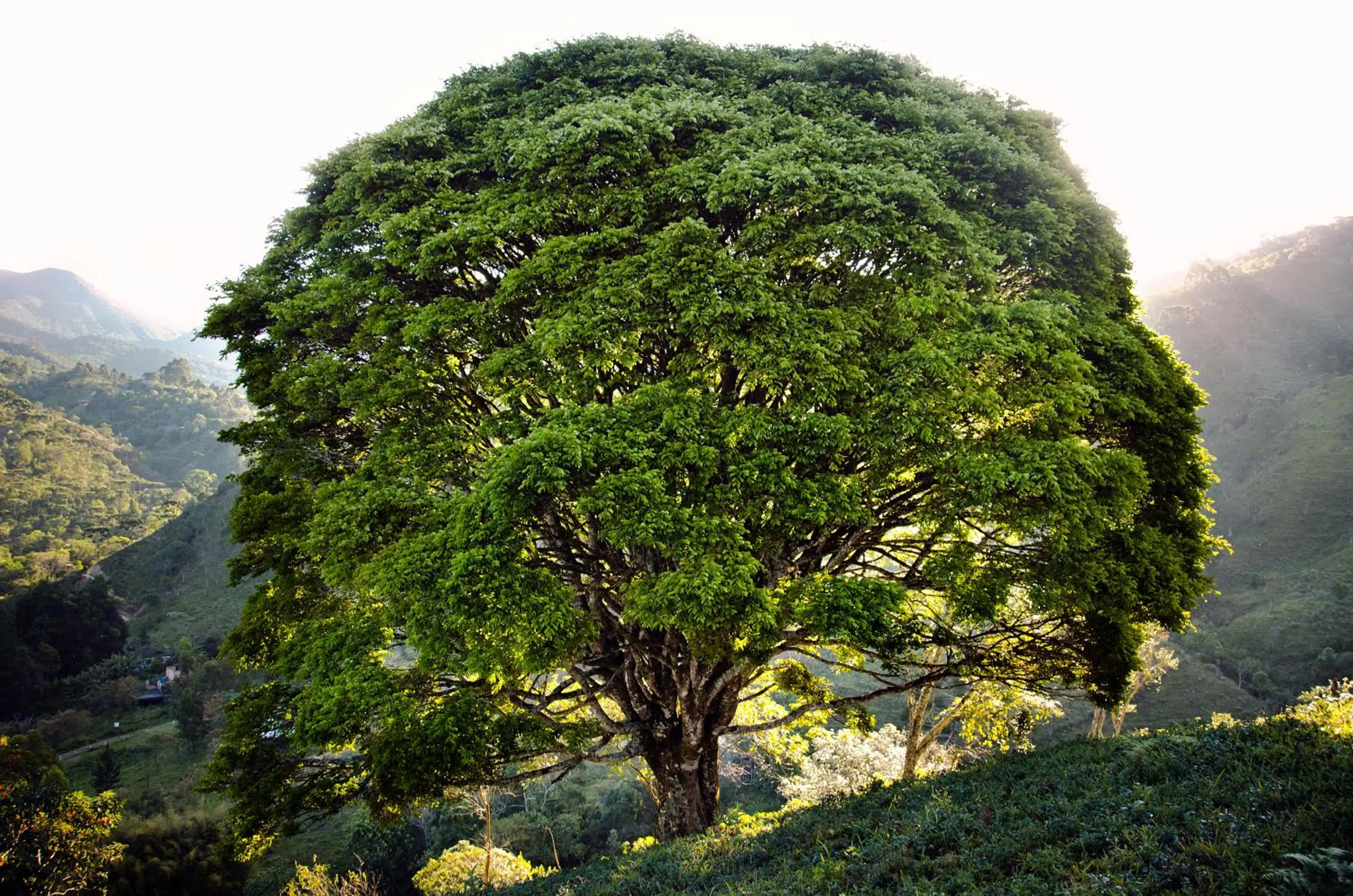 Garden in Pousada da Gruta