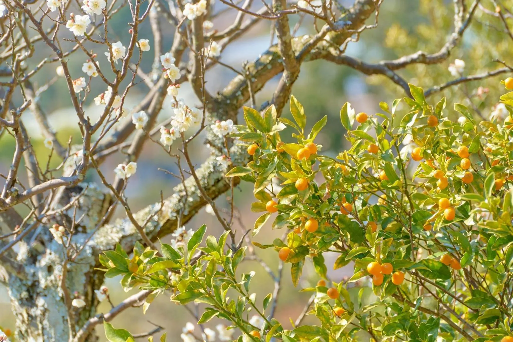 Suikouen / Vacation STAY 51966