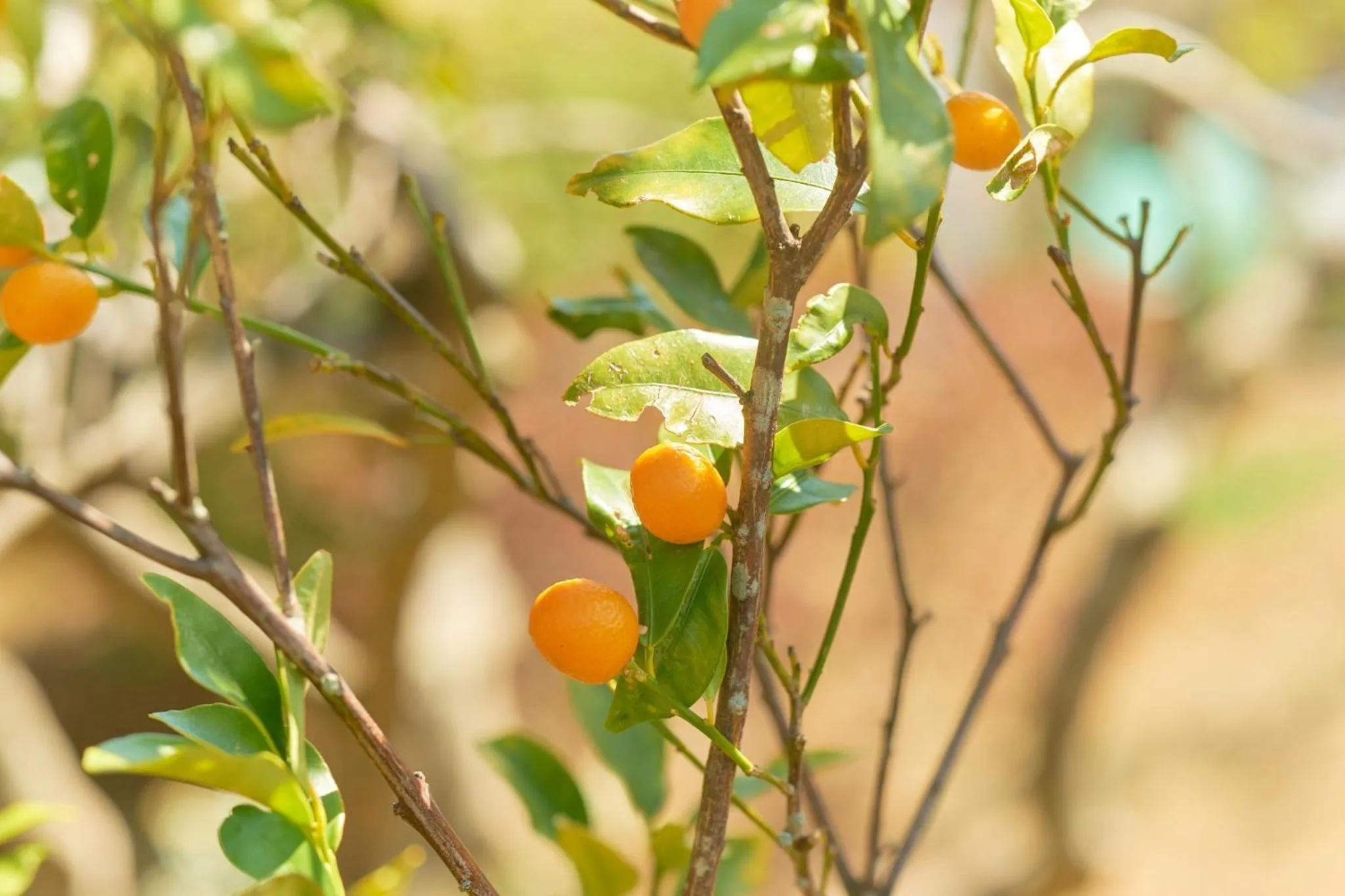 Suikouen / Vacation STAY 51966