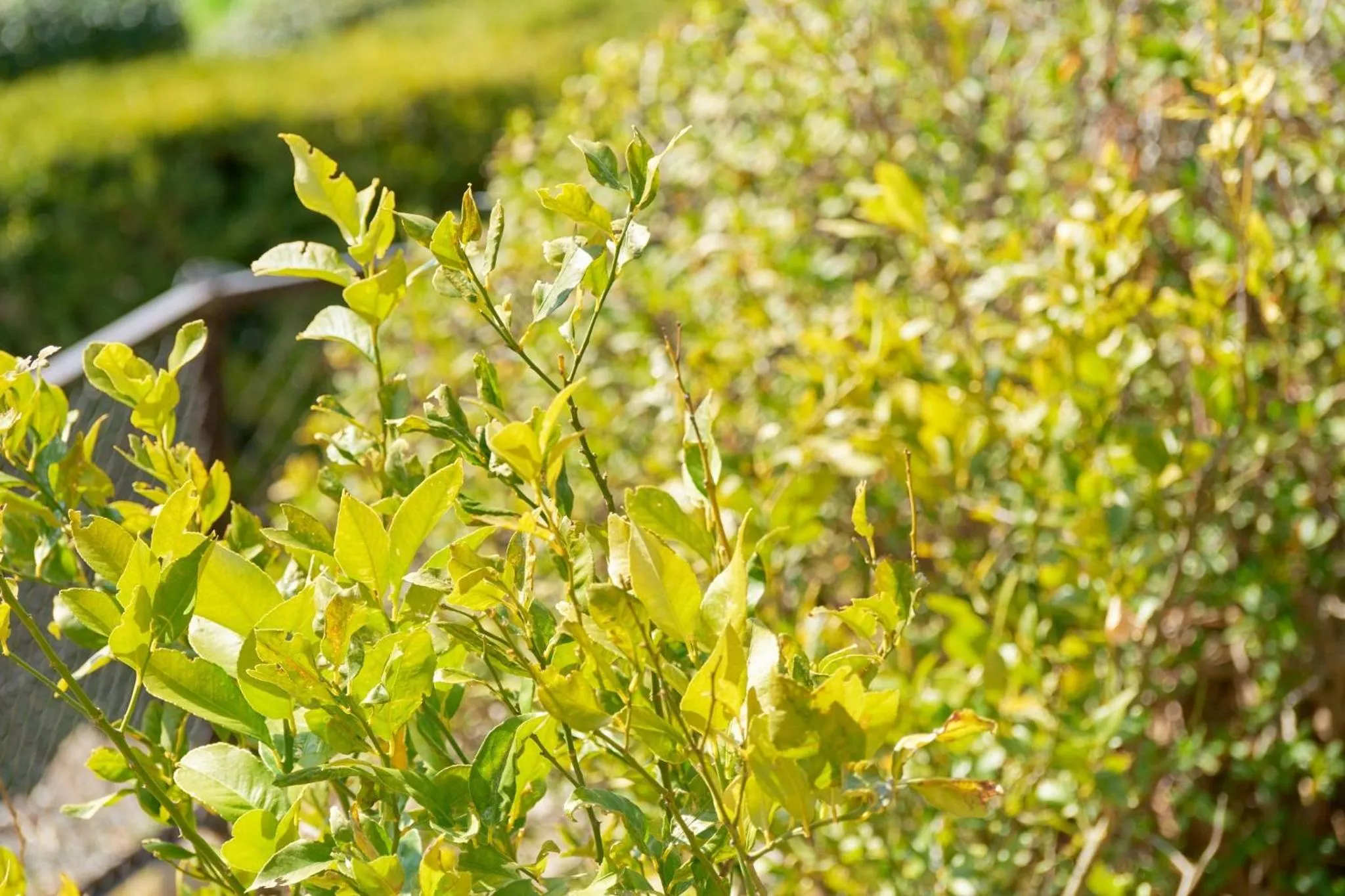 Suikouen / Vacation STAY 51966