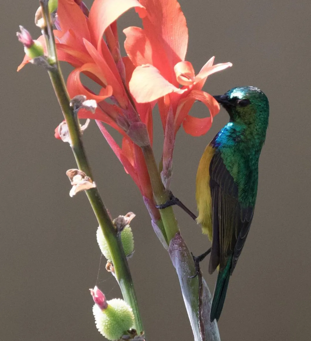 Animals in Sunbirds Lodge Chobe