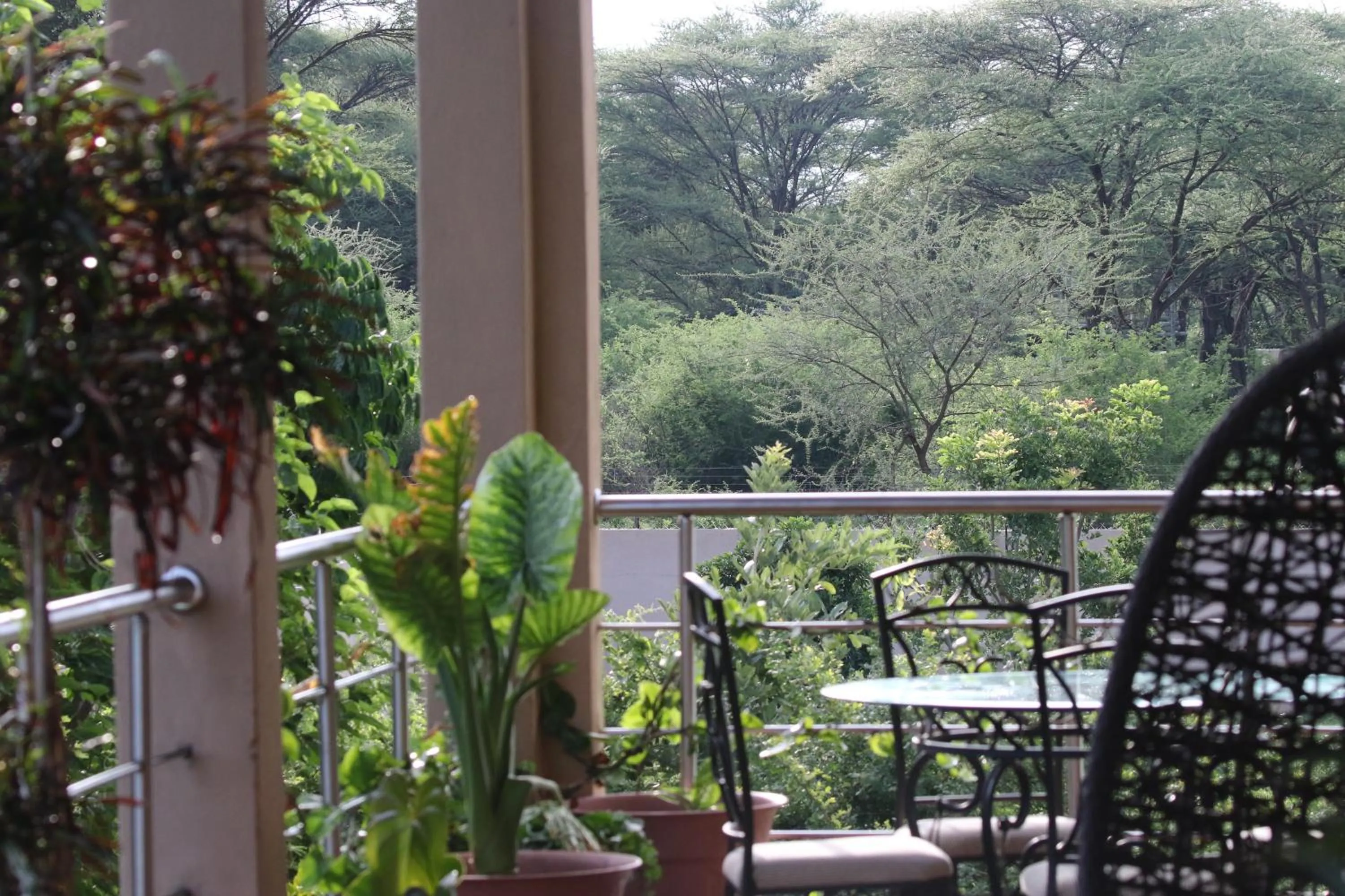 Balcony/Terrace in Sunbirds Lodge Chobe