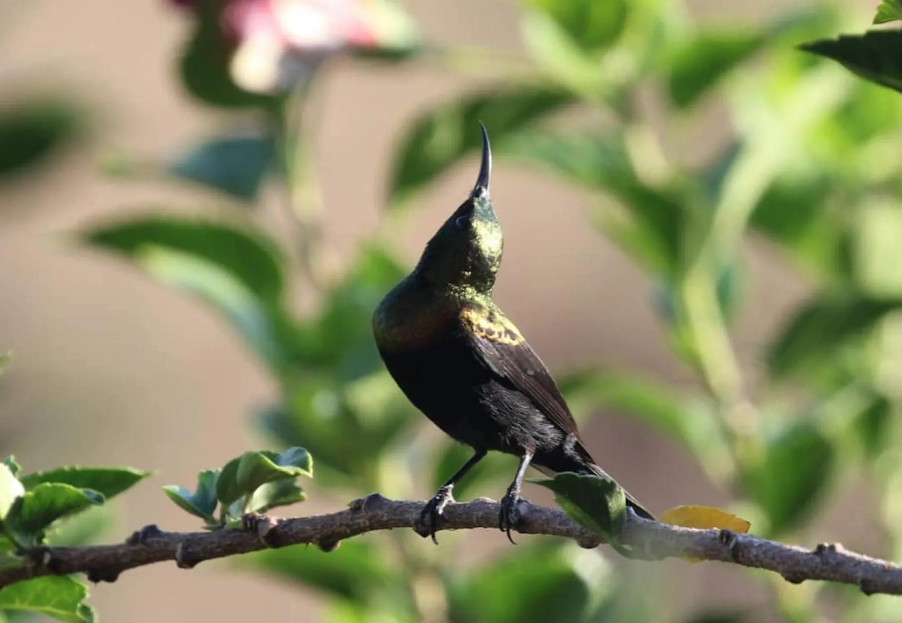 Animals in Sunbirds Lodge Chobe