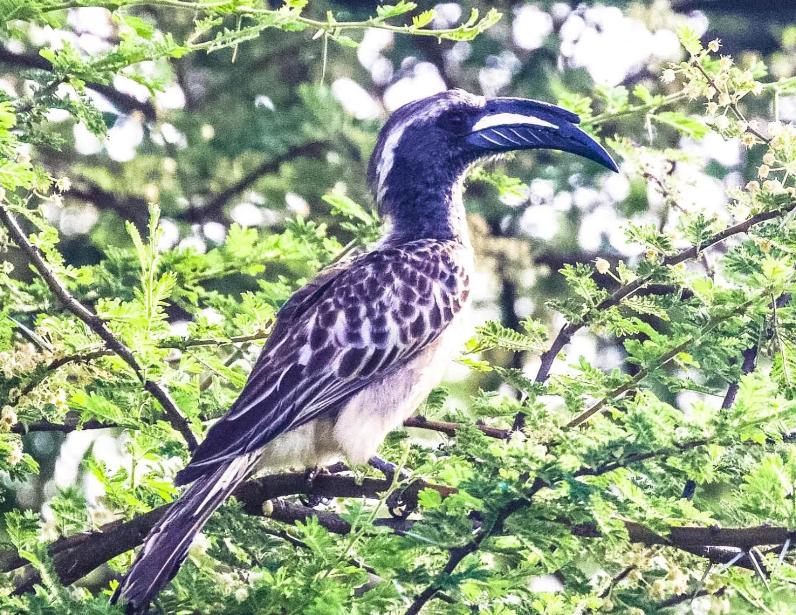 Animals in Sunbirds Lodge Chobe