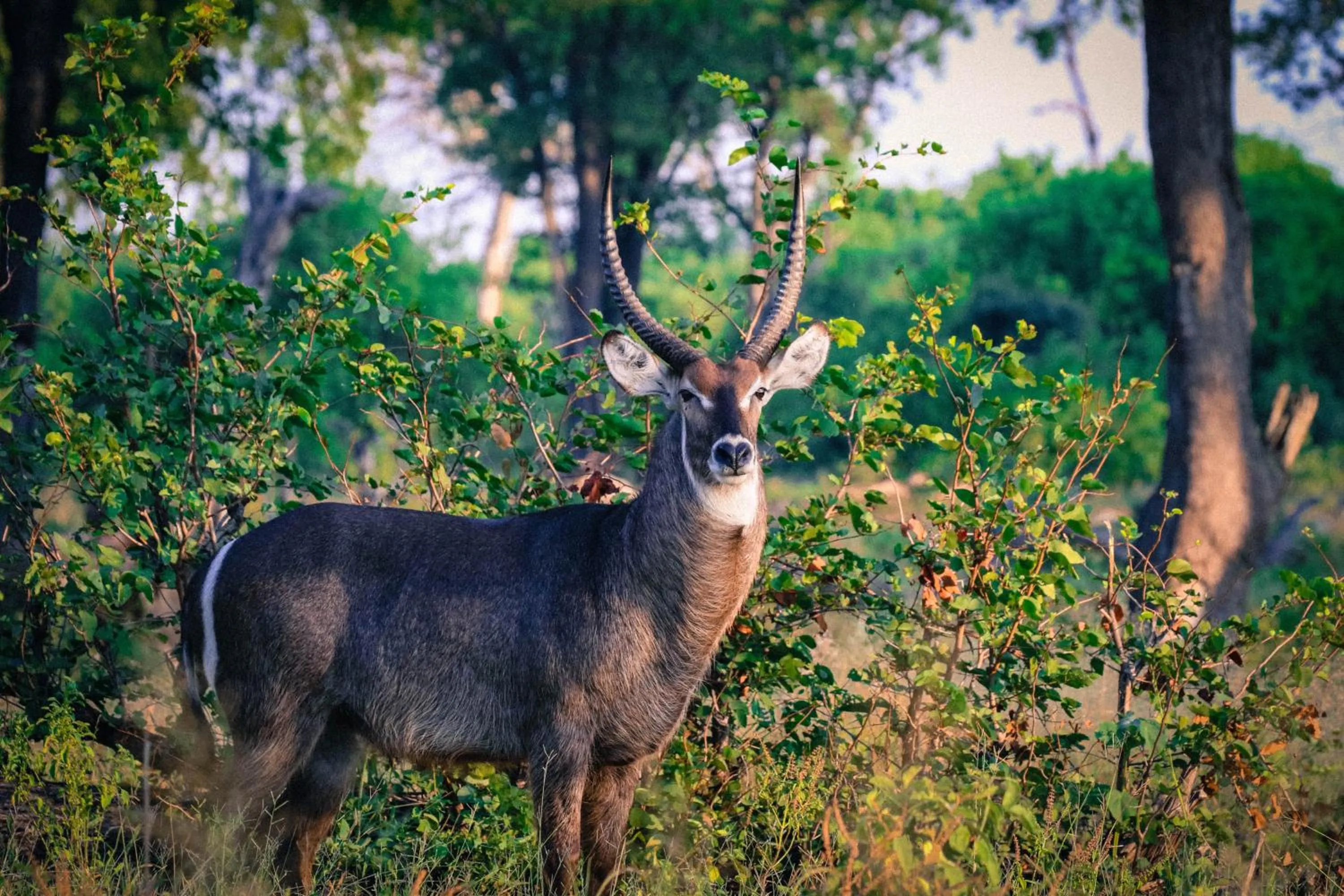Animals in Sunbirds Lodge Chobe