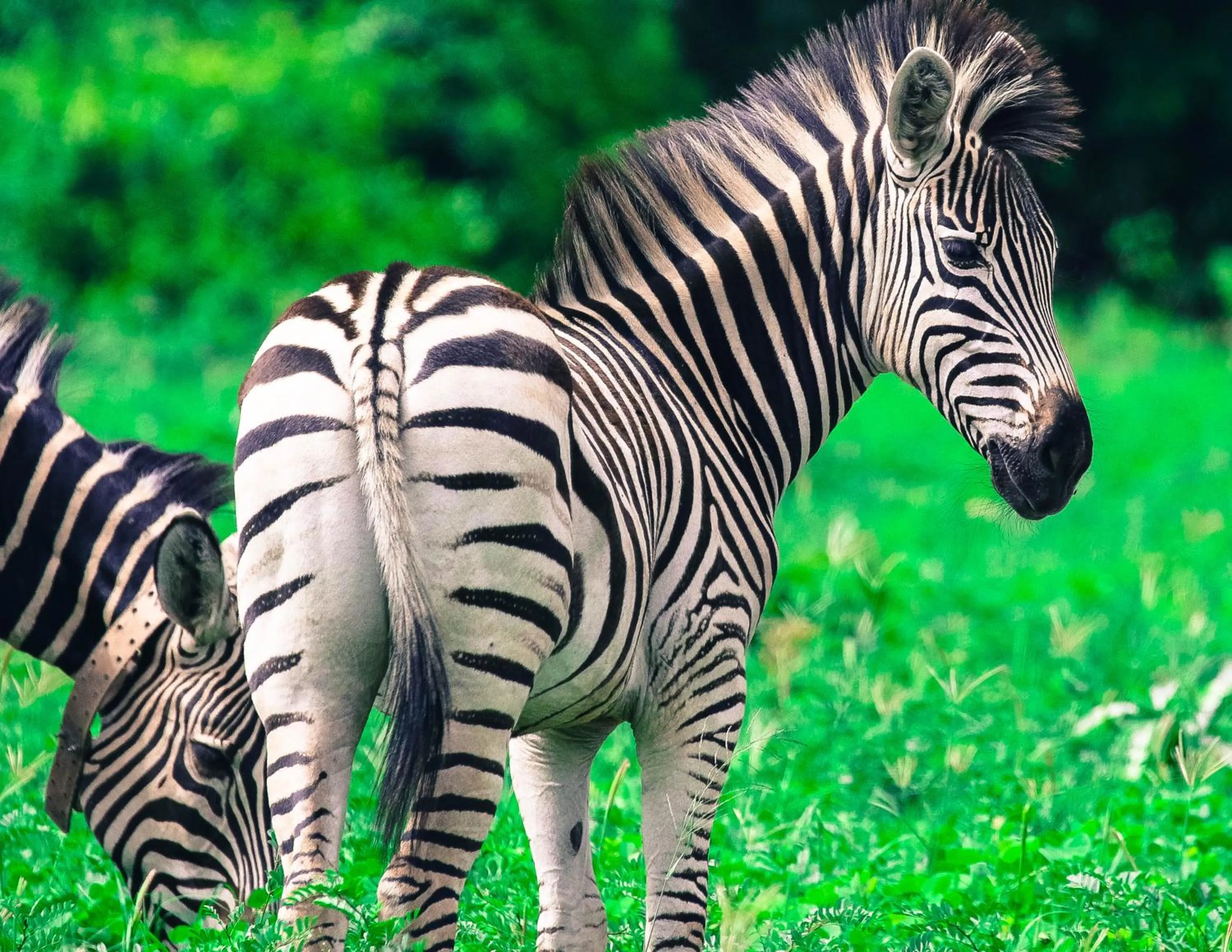 Animals in Sunbirds Lodge Chobe
