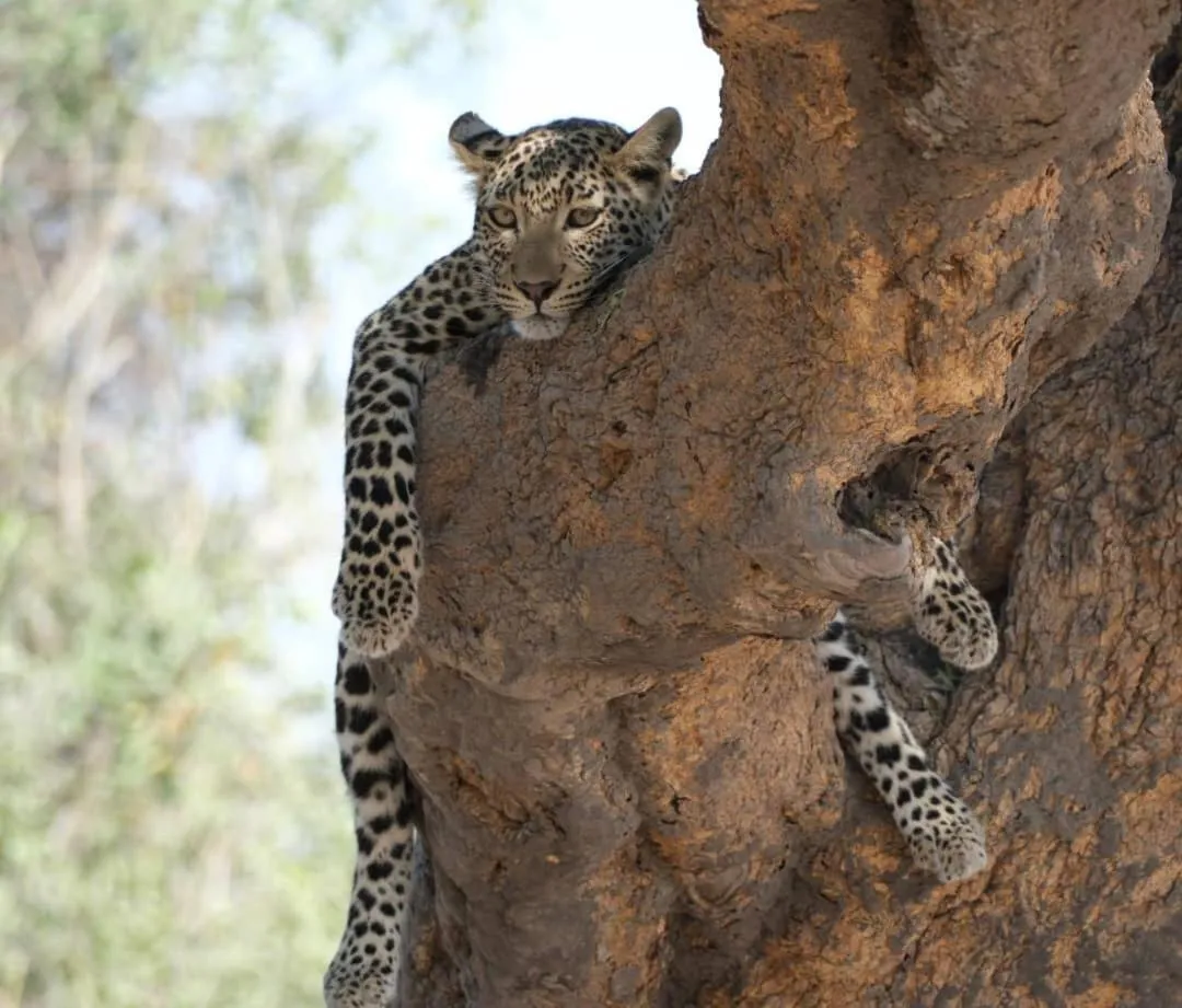 Animals in Sunbirds Lodge Chobe