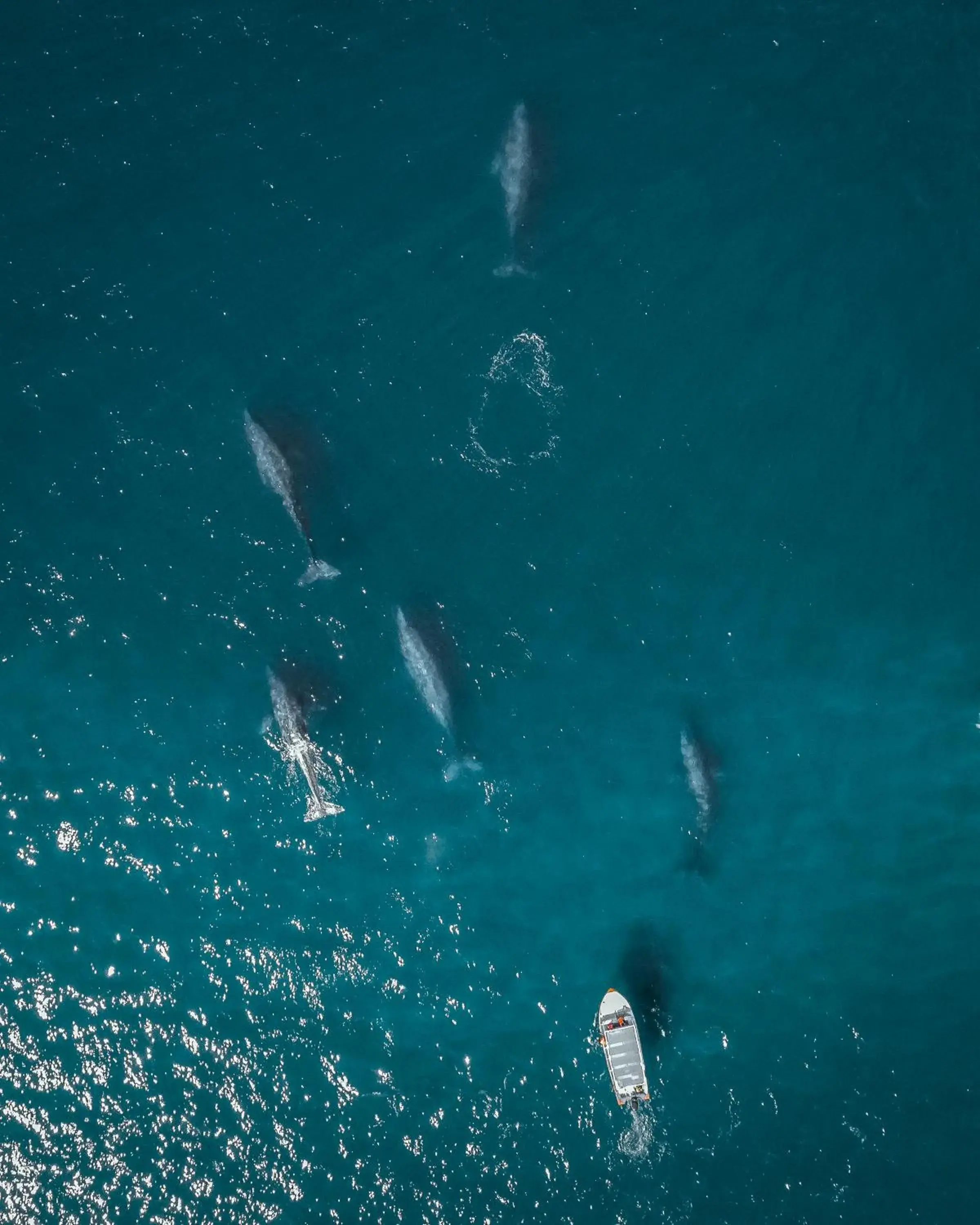 ZOA Hotel - Adults Only ZOA Hotel - Adults Only