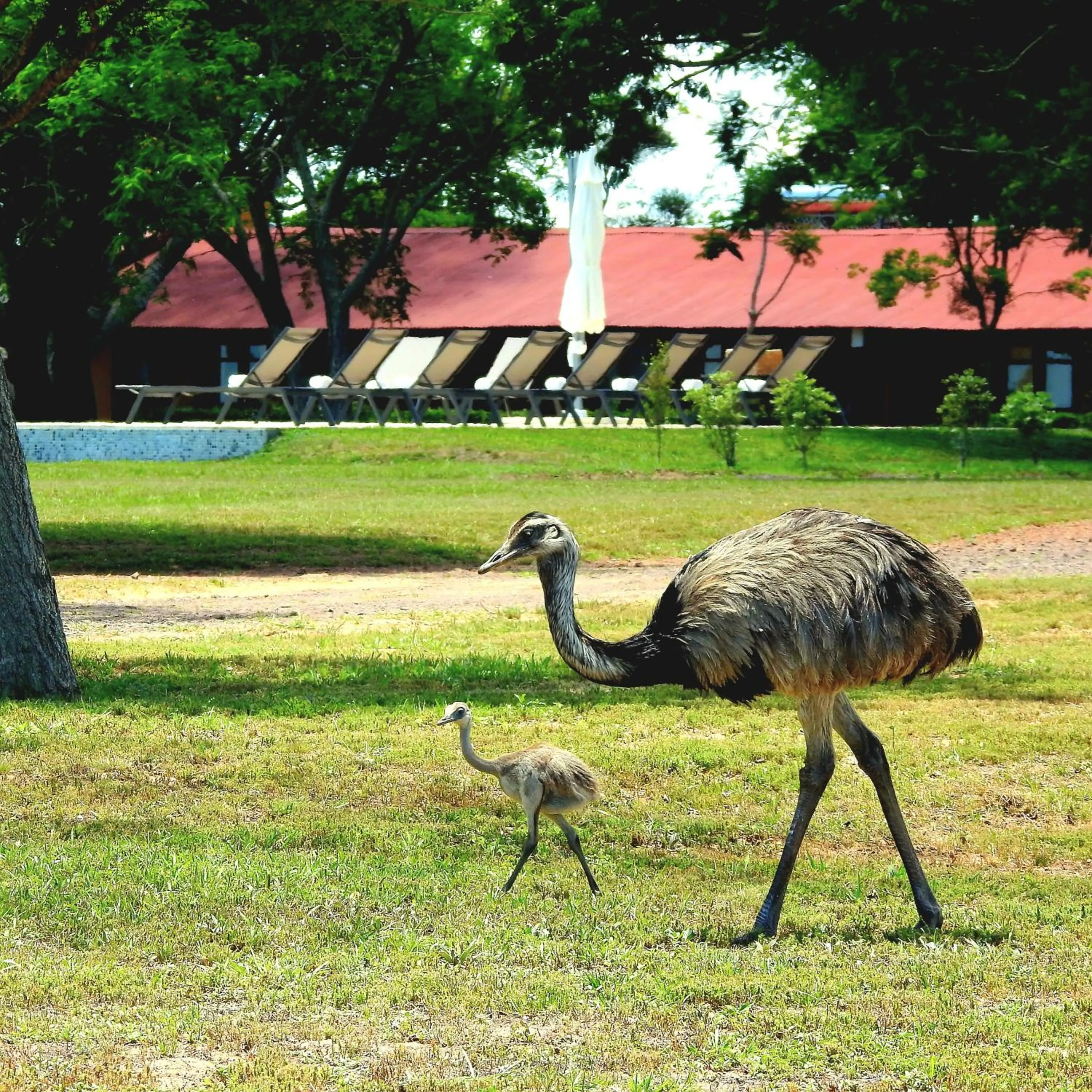 Animals in El Tránsito Hotel Boutique