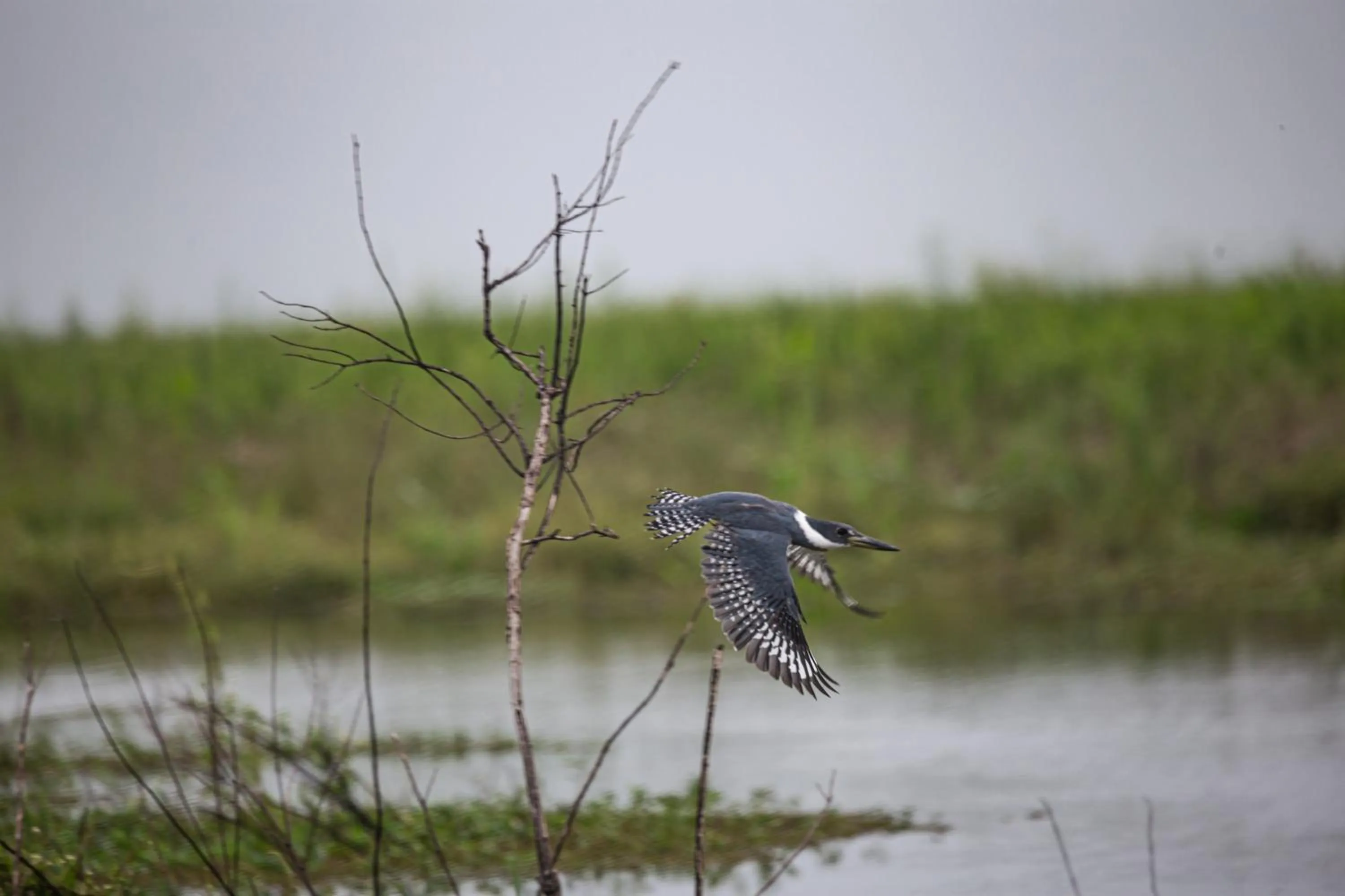 Animals in El Tránsito Hotel Boutique