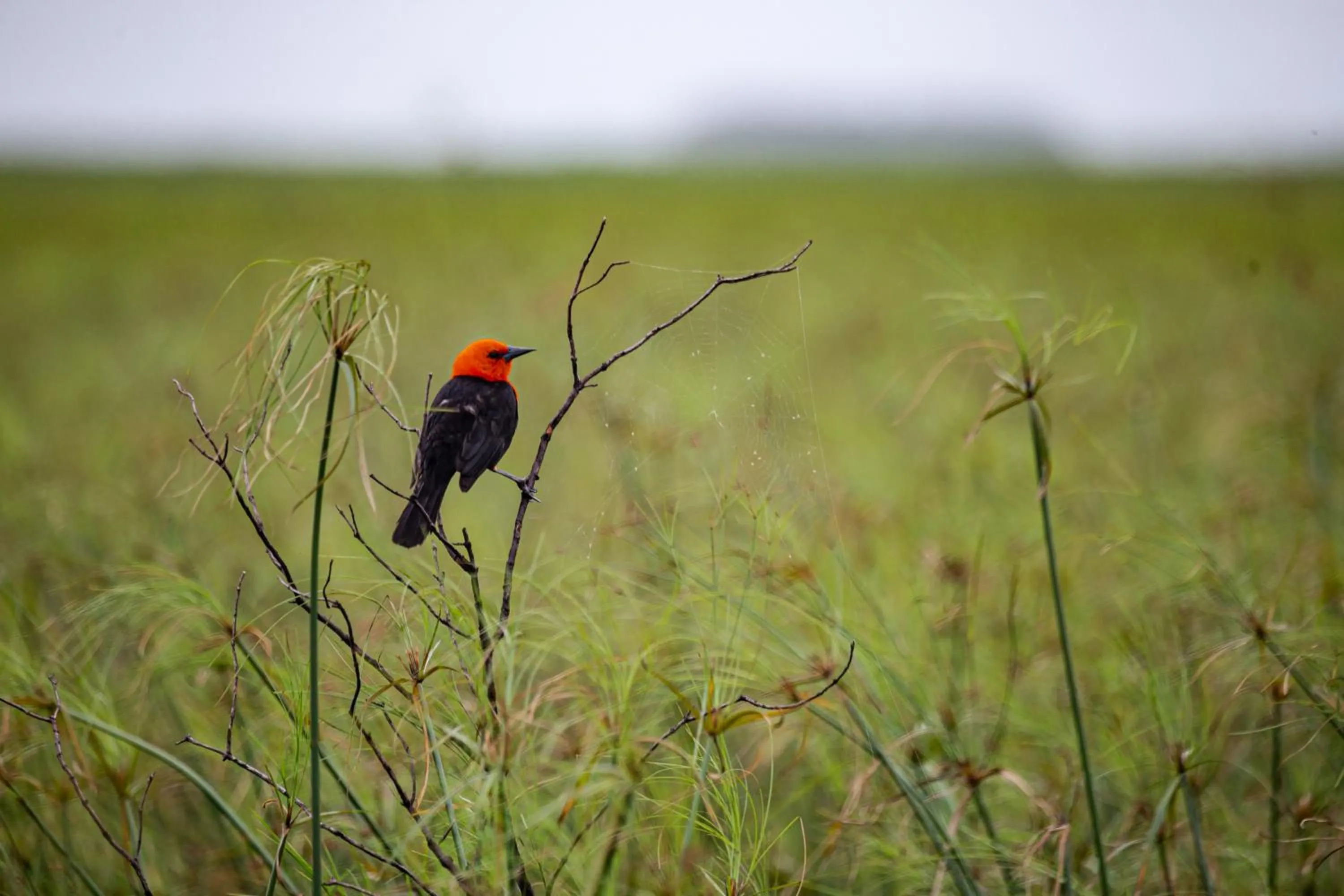 Animals in El Tránsito Hotel Boutique