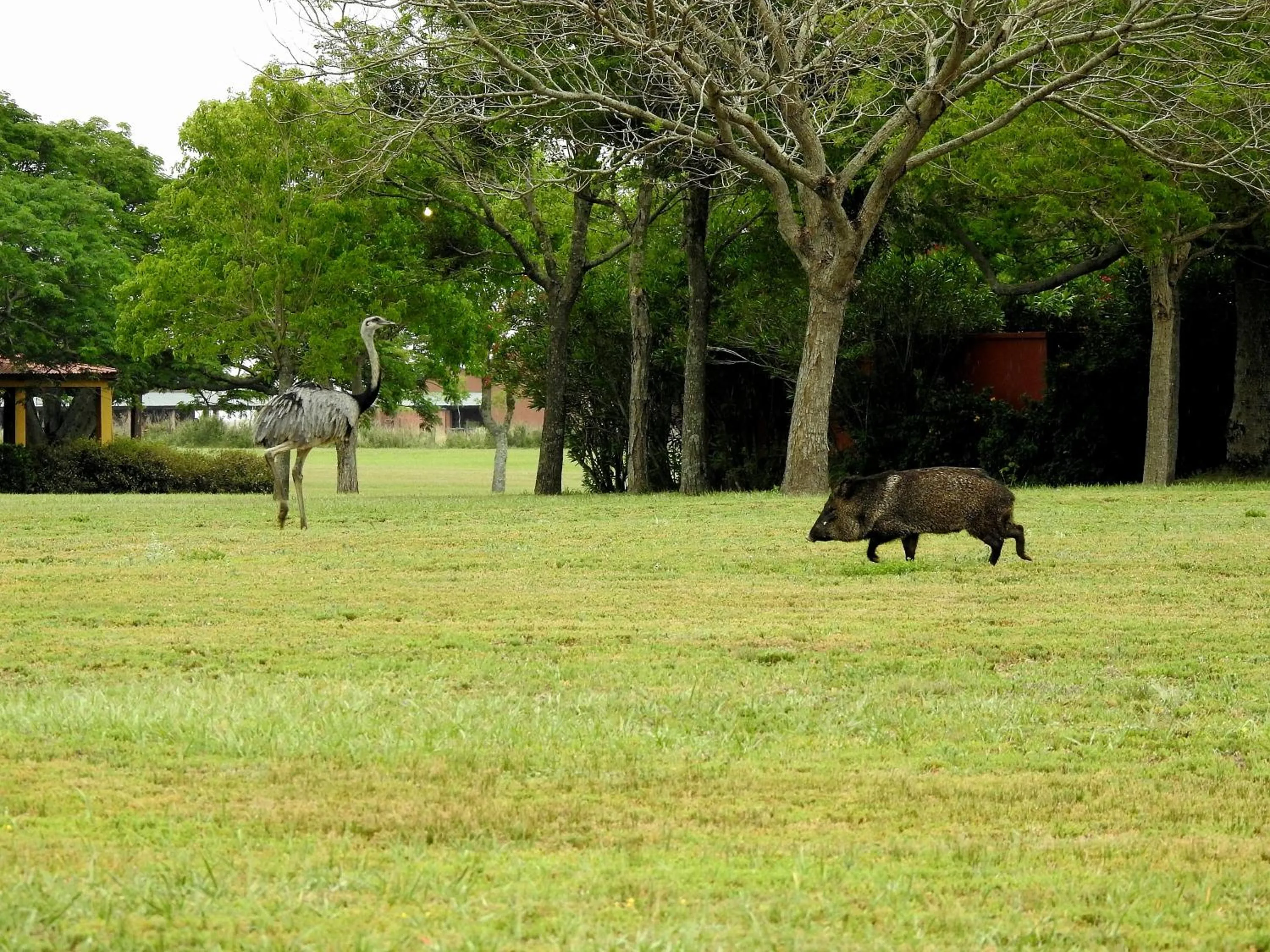 Animals in El Tránsito Hotel Boutique