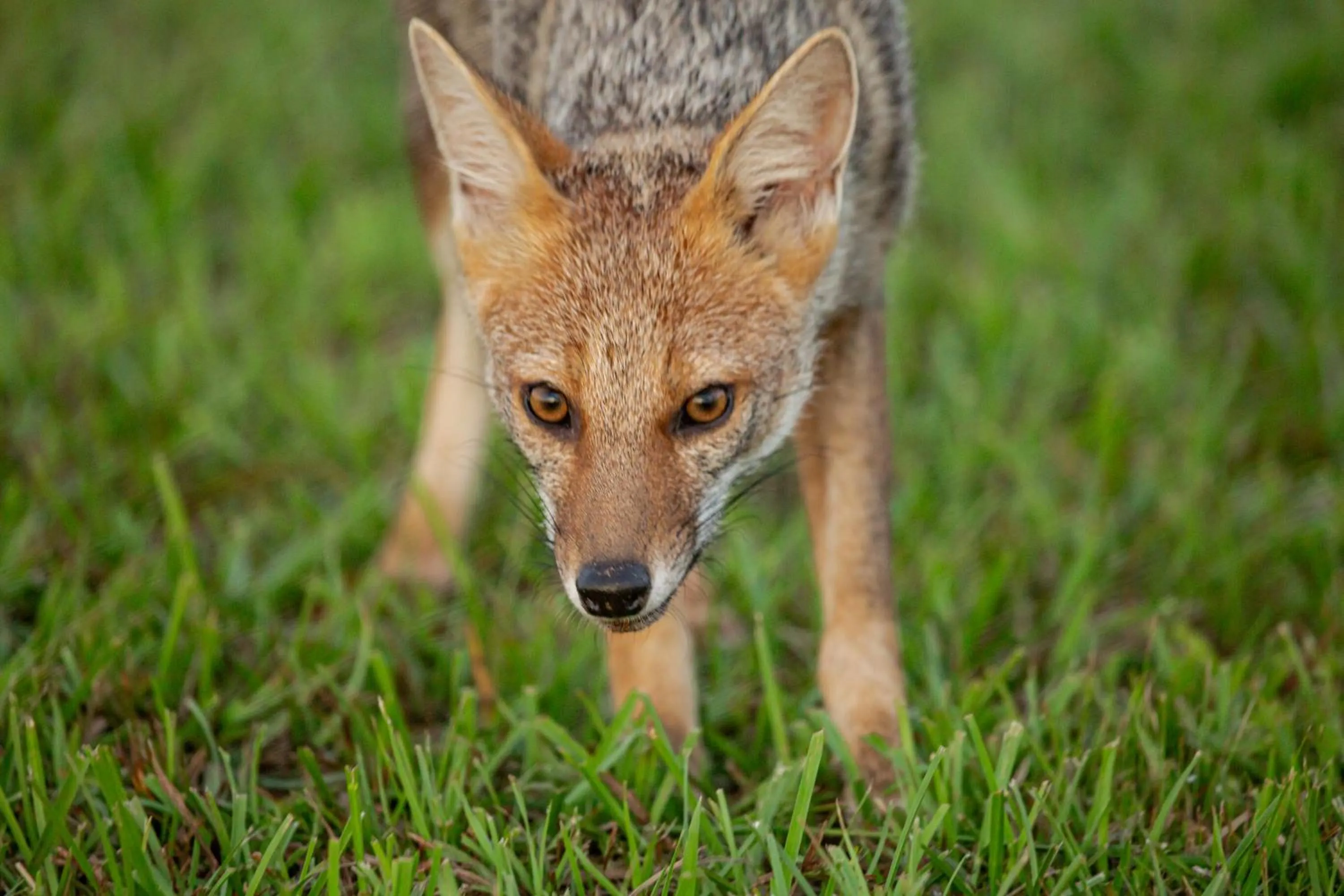 Animals in El Tránsito Hotel Boutique
