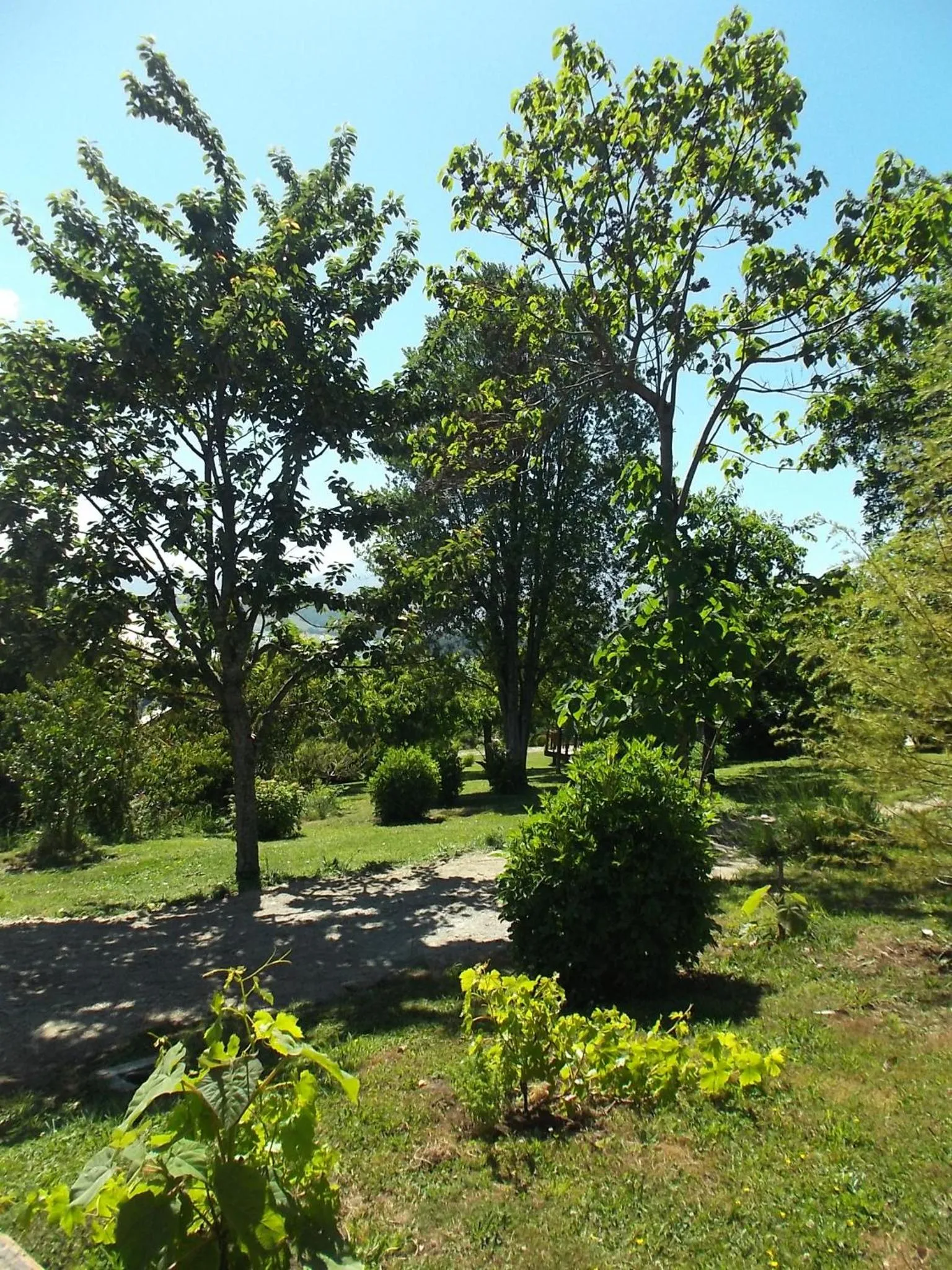 Garden view in Apart hotel Puchaley Lafquen