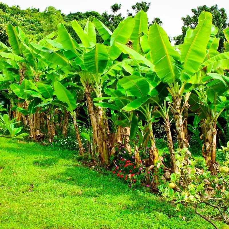 Garden in Banyan Tree Sanctuary Guest House