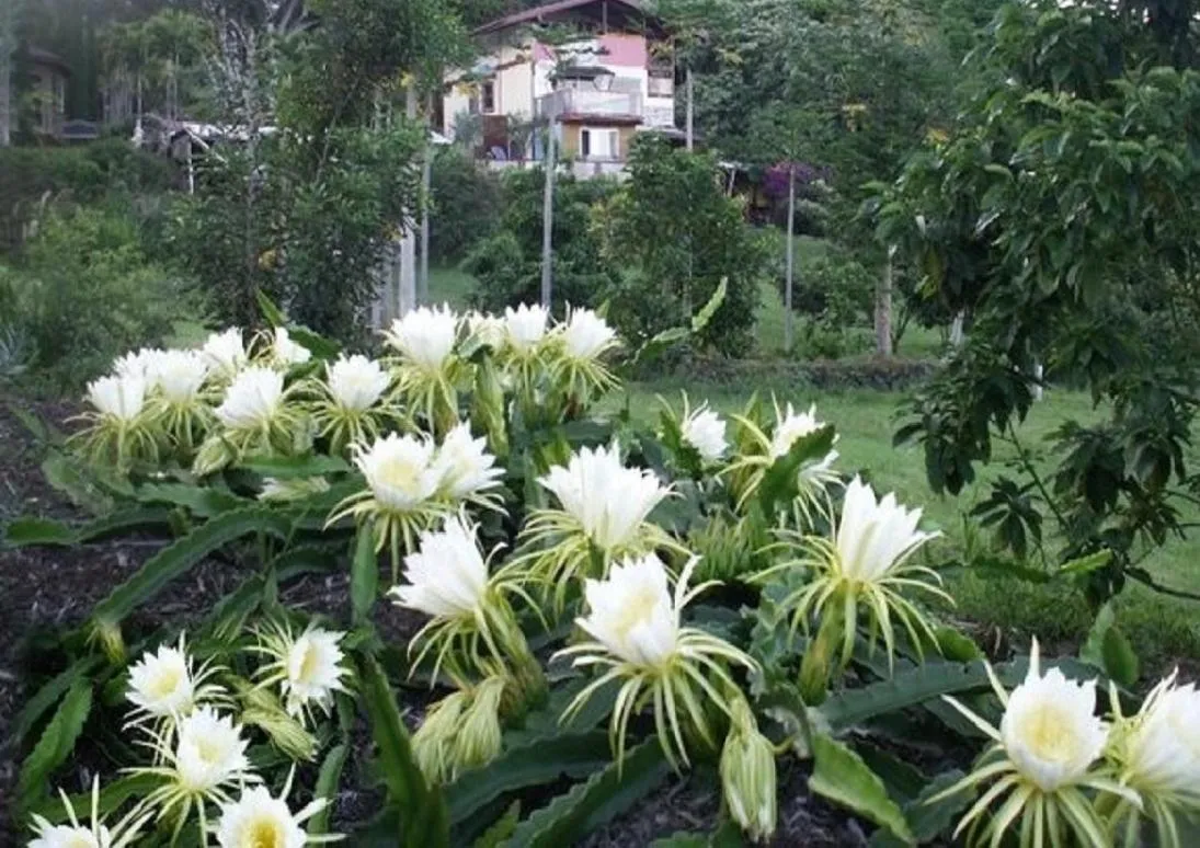 Summer in Banyan Tree Sanctuary Guest House