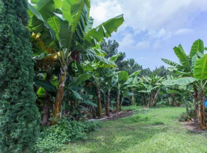 Garden in Banyan Tree Sanctuary Guest House