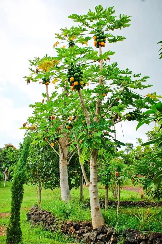 Garden in Banyan Tree Sanctuary Guest House