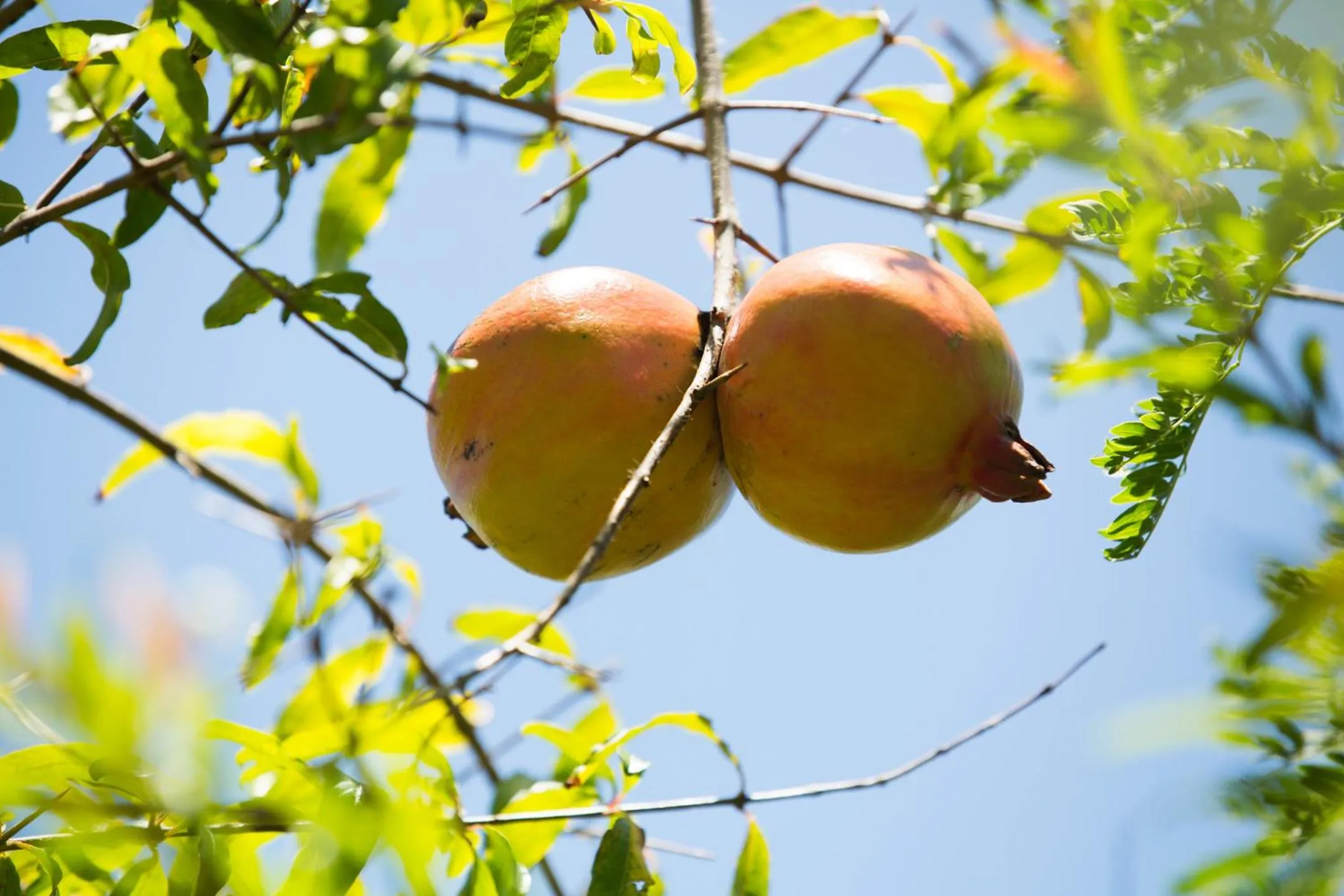 One ON Marlin Resort