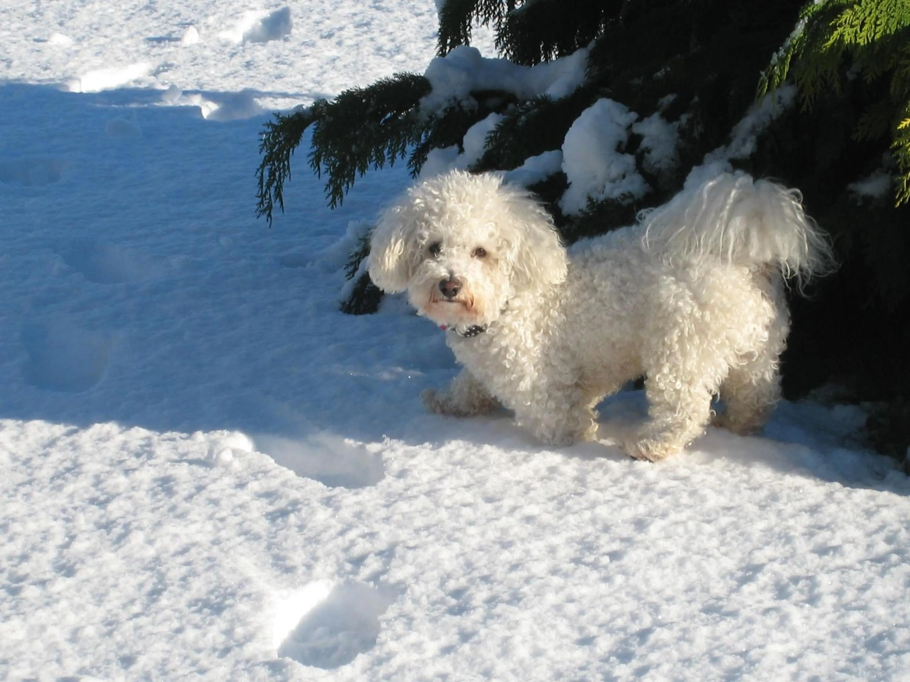 Pets in Brinkley Resort