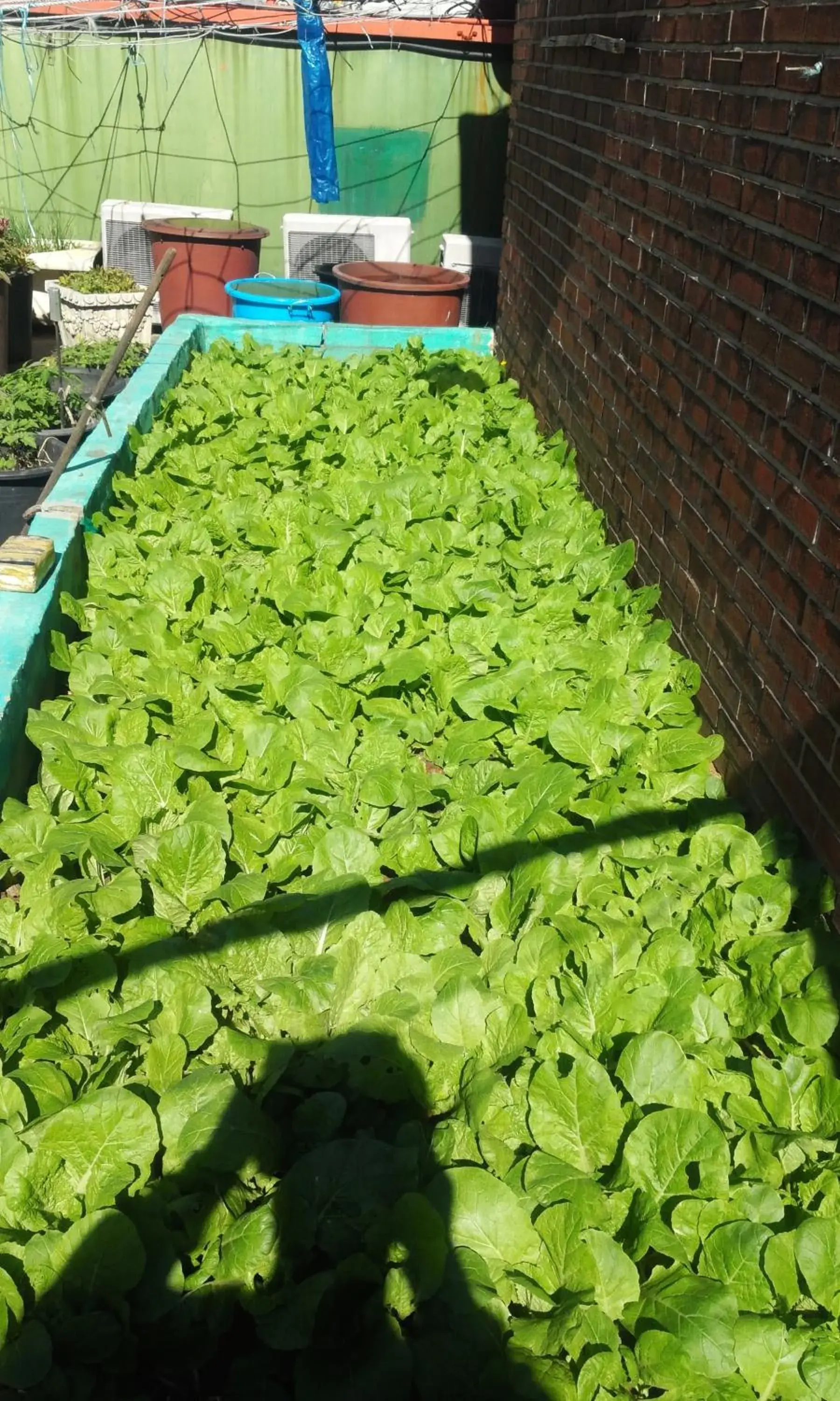 Garden in OPPA Hostel Sinchon-Hongdae Garden in OPPA Hostel Sinchon-Hongdae