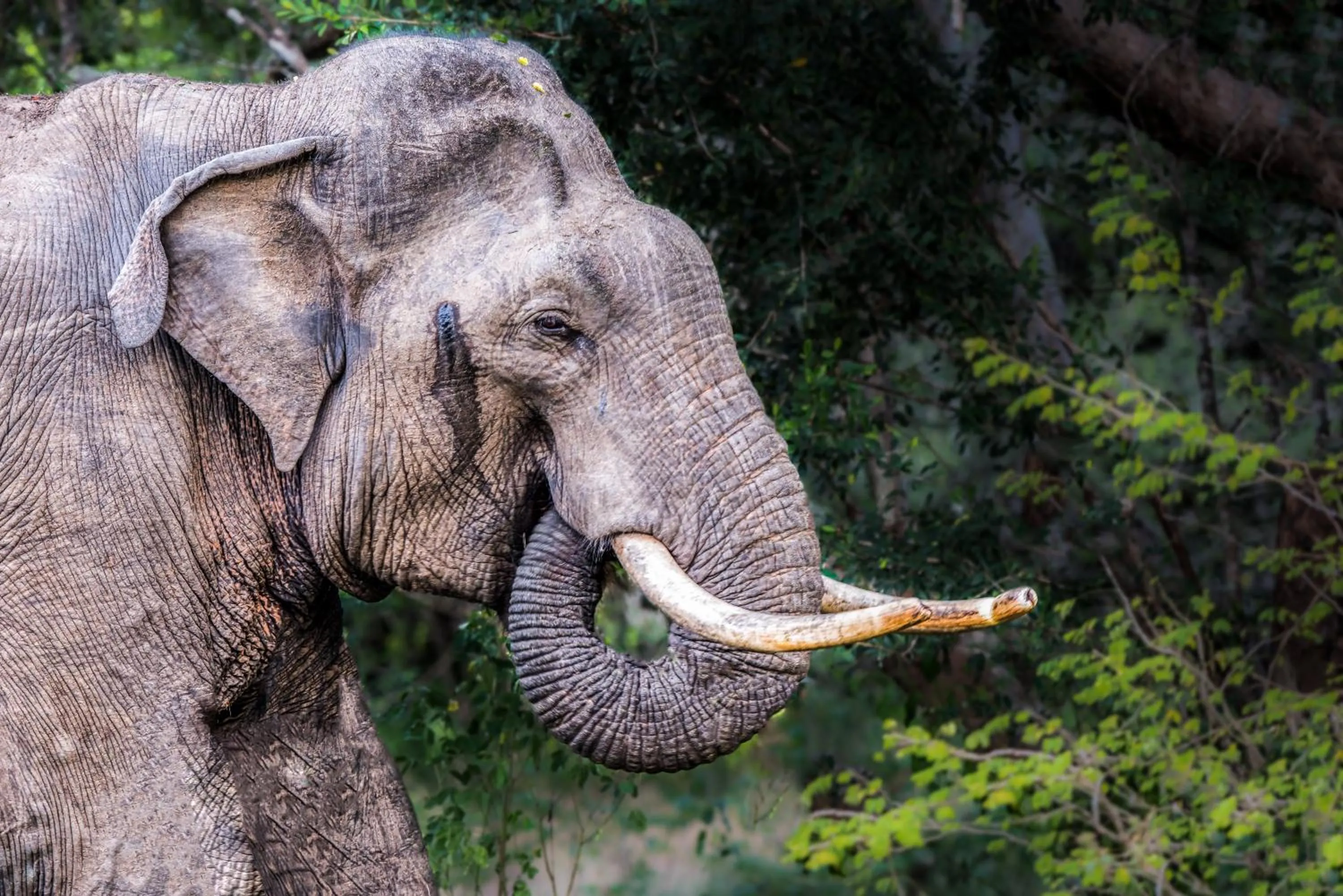 Animals in Big Game Udawalawe - by Eco Team