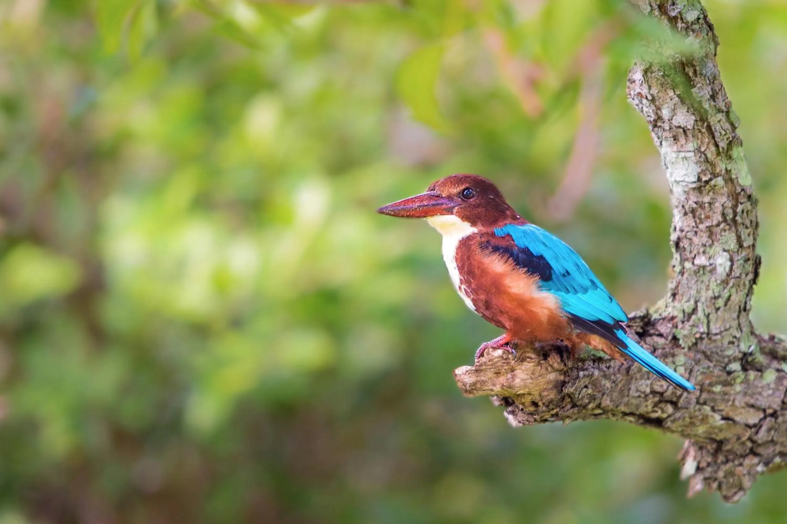 Off site in Big Game Udawalawe - by Eco Team