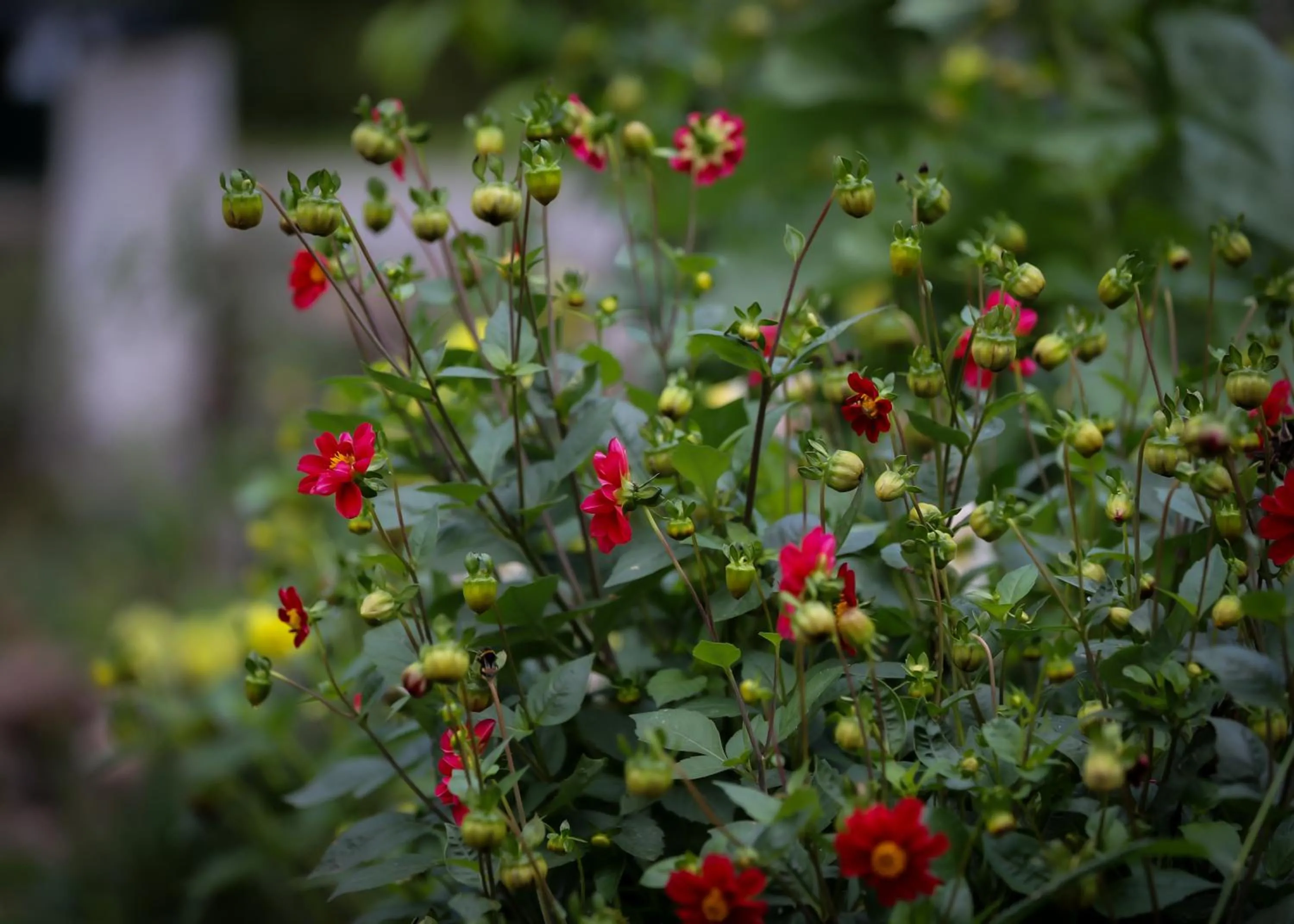 Garden in ÖlandsRo B&B