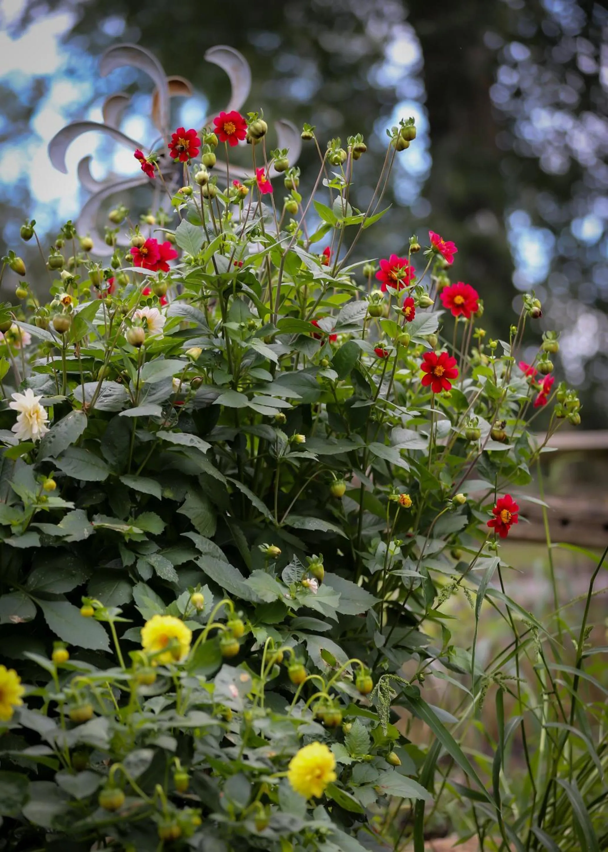 Garden in ÖlandsRo B&B